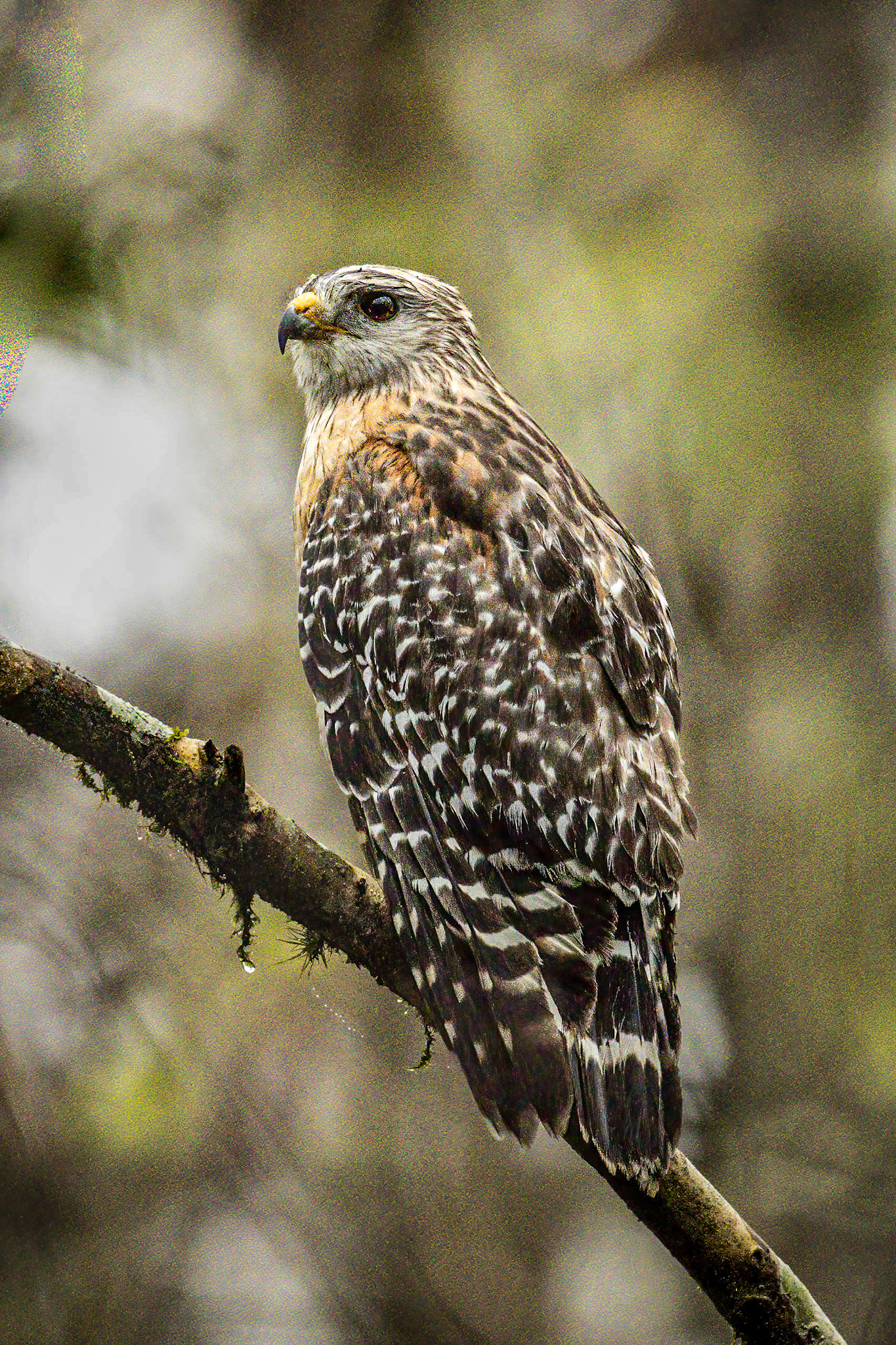 Red-shouldered Hawk