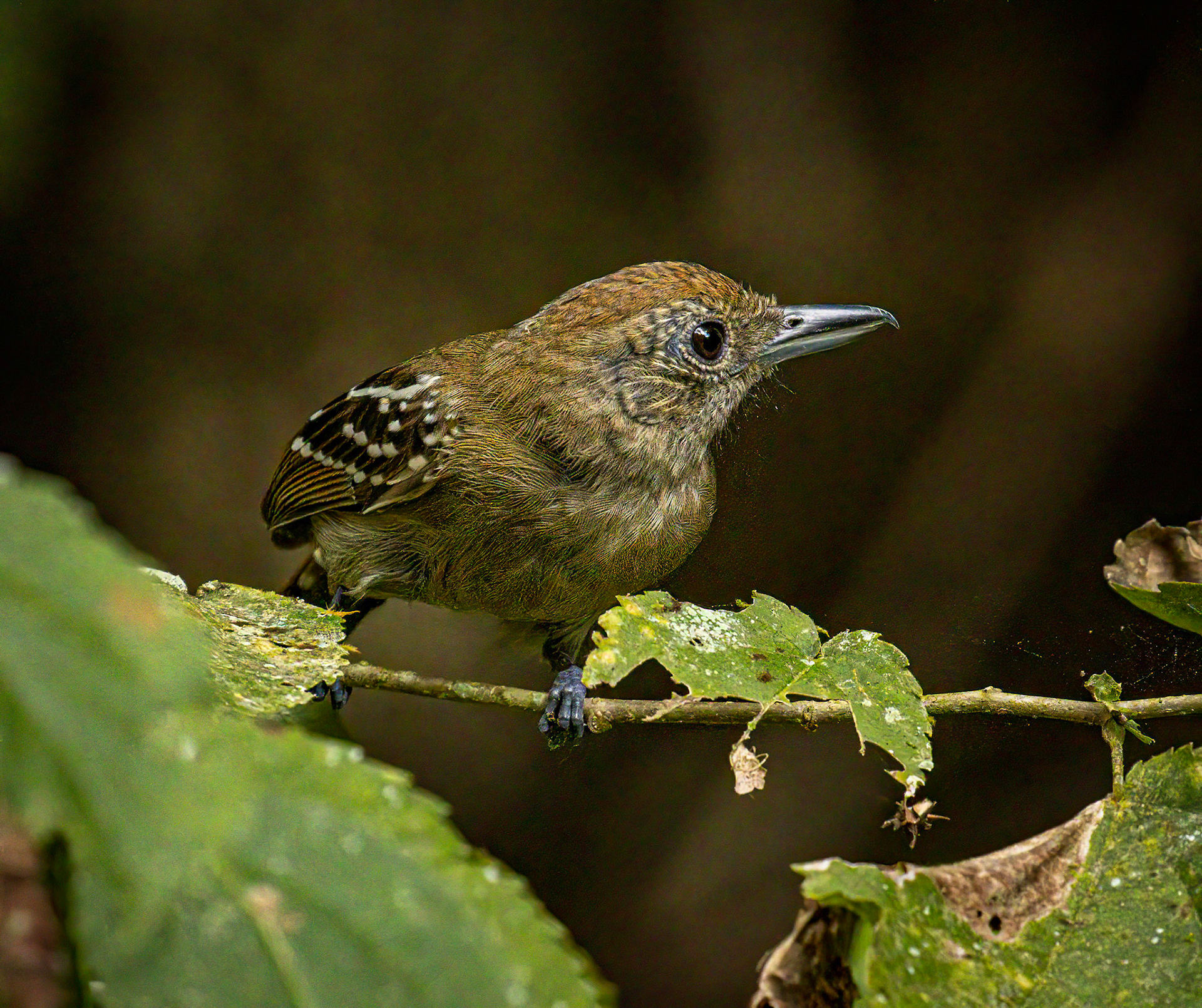Black-crowned Antshrike (female)