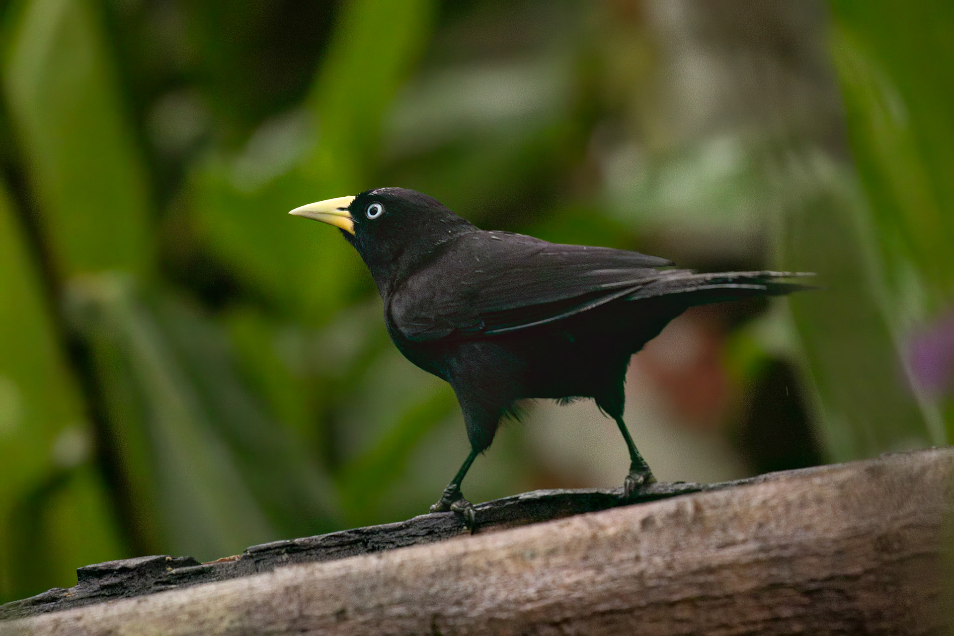 Scarlet-rumped Cacique