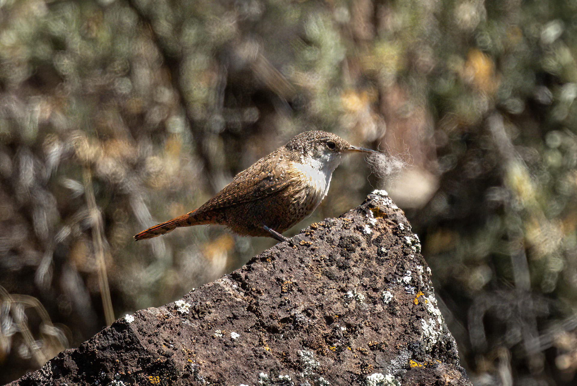 Canyon Wren with Nesting Material
