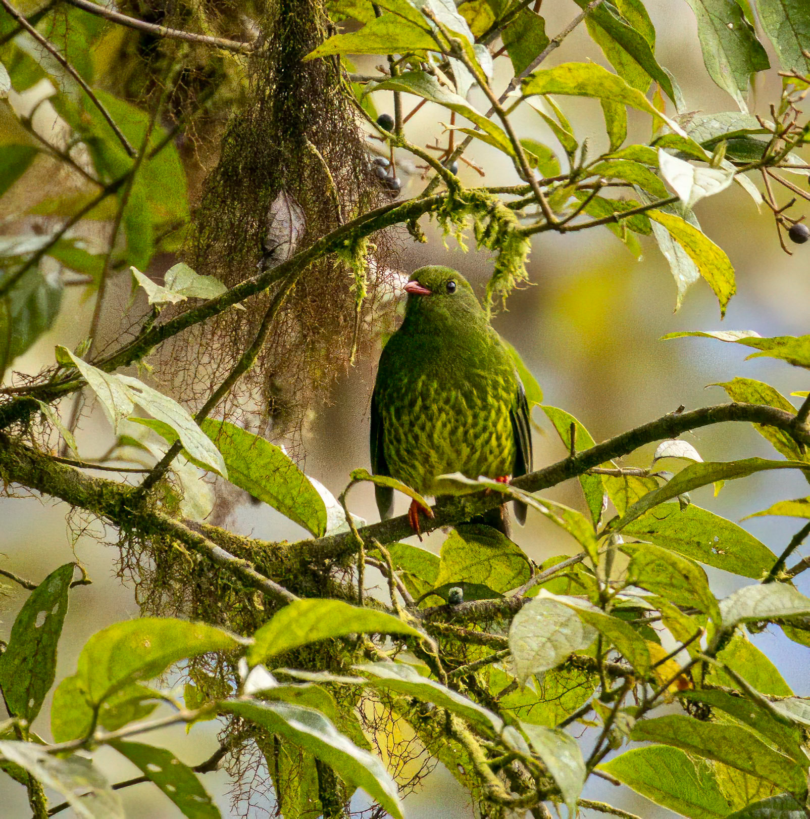 Green and Black Fruiteater