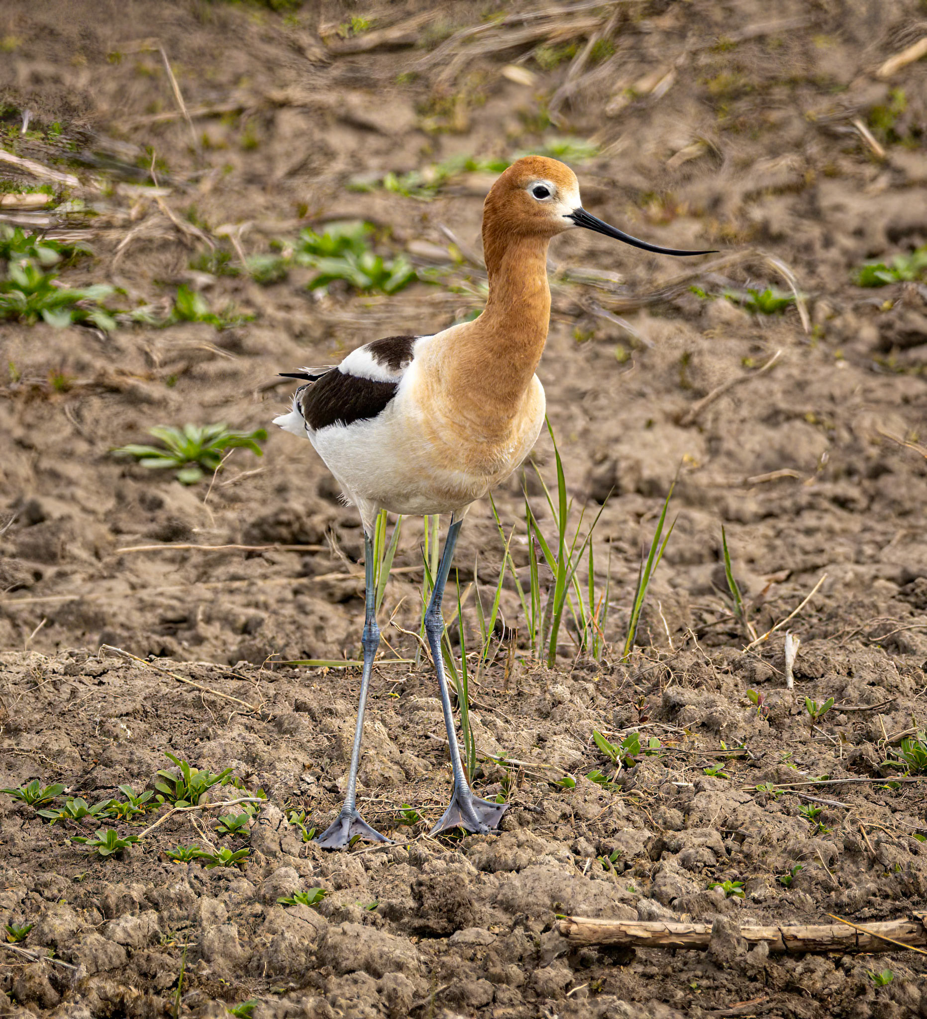 American Avocet