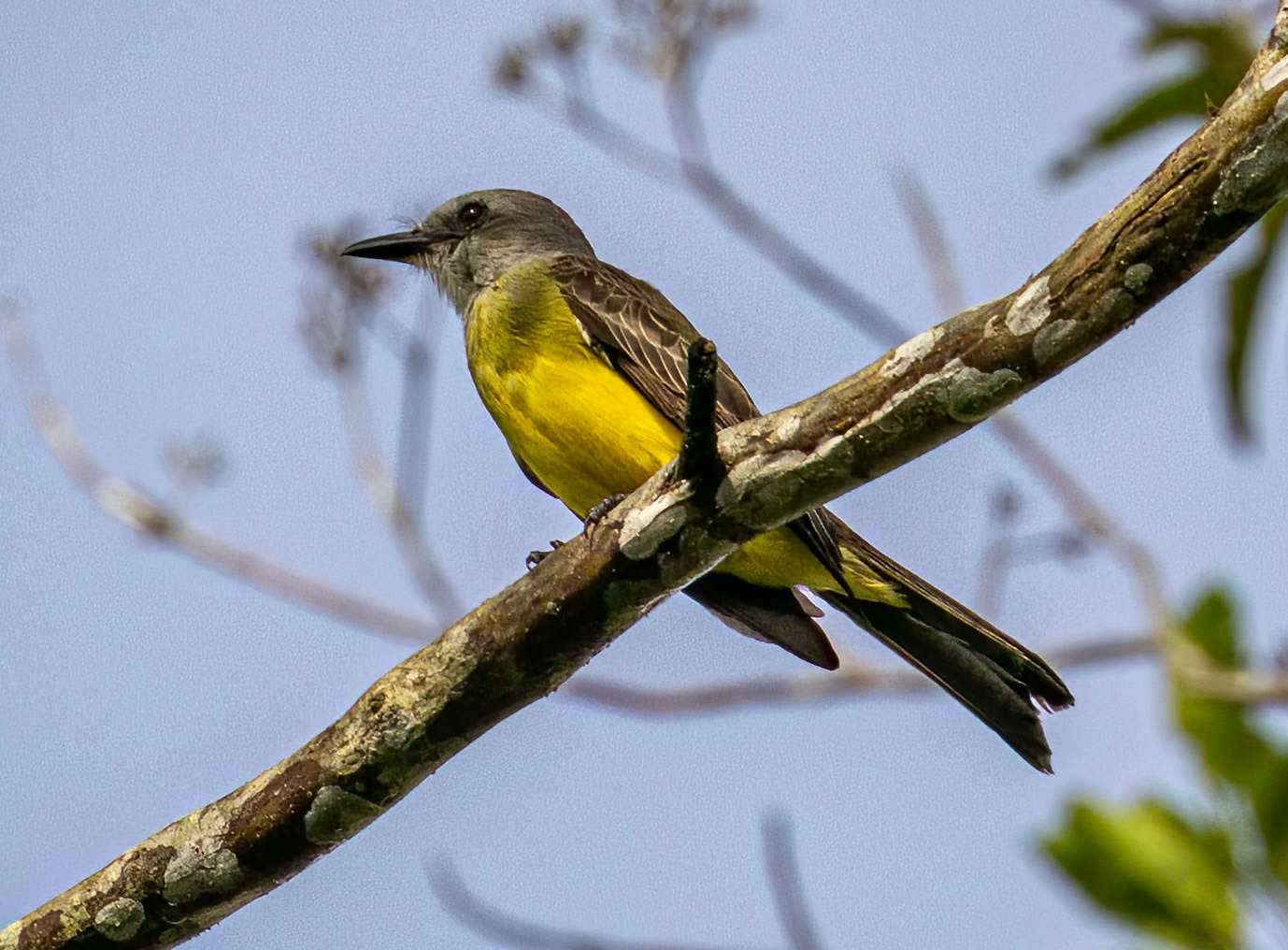 Tropical Kingbird