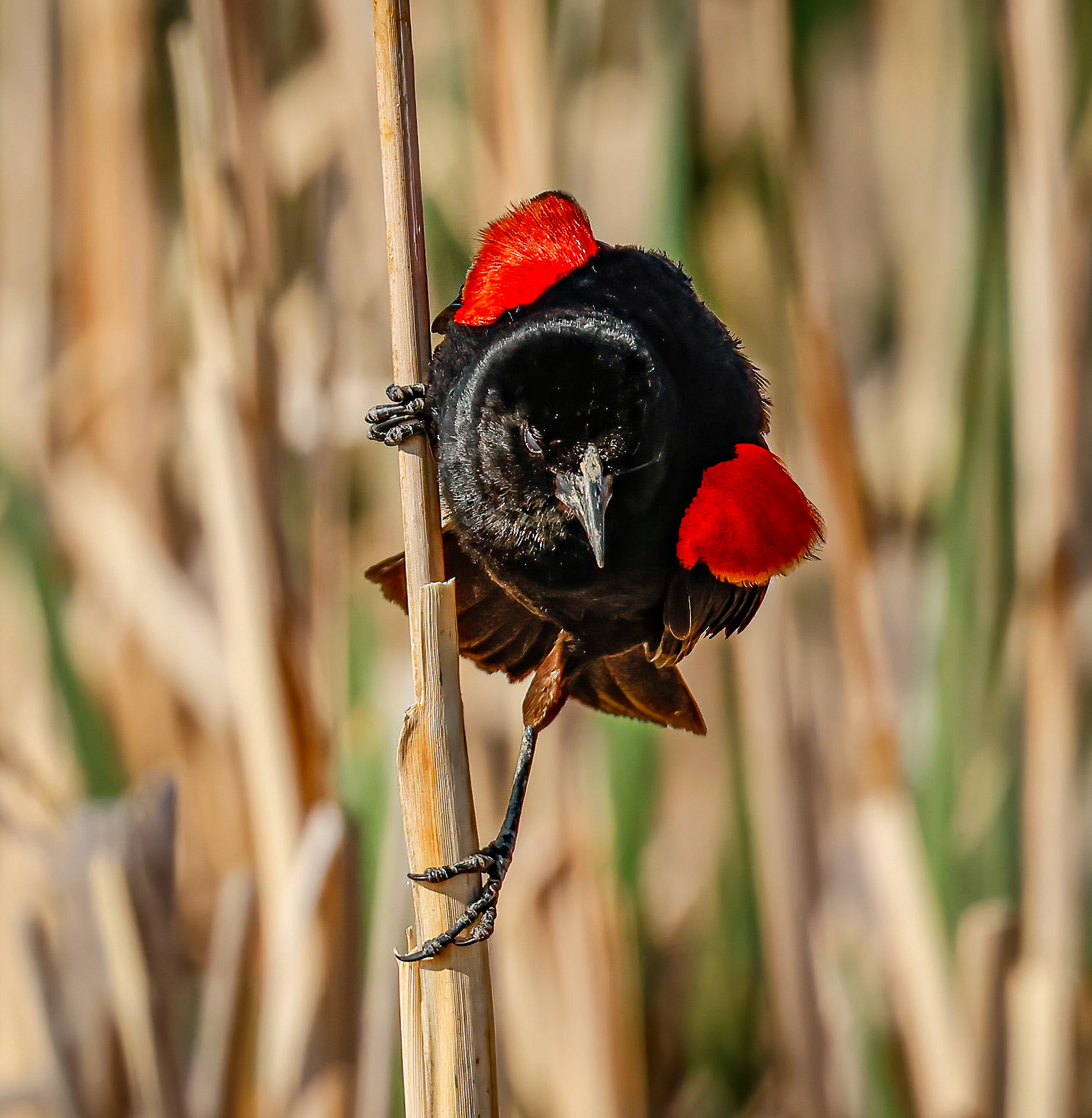 Red-winged Blackbird