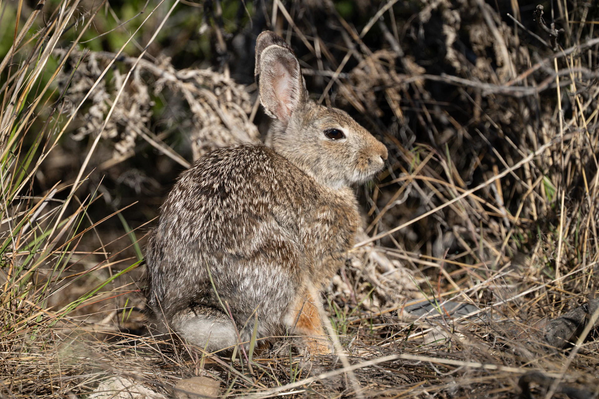 Nuttal's Cottontail Rabbit