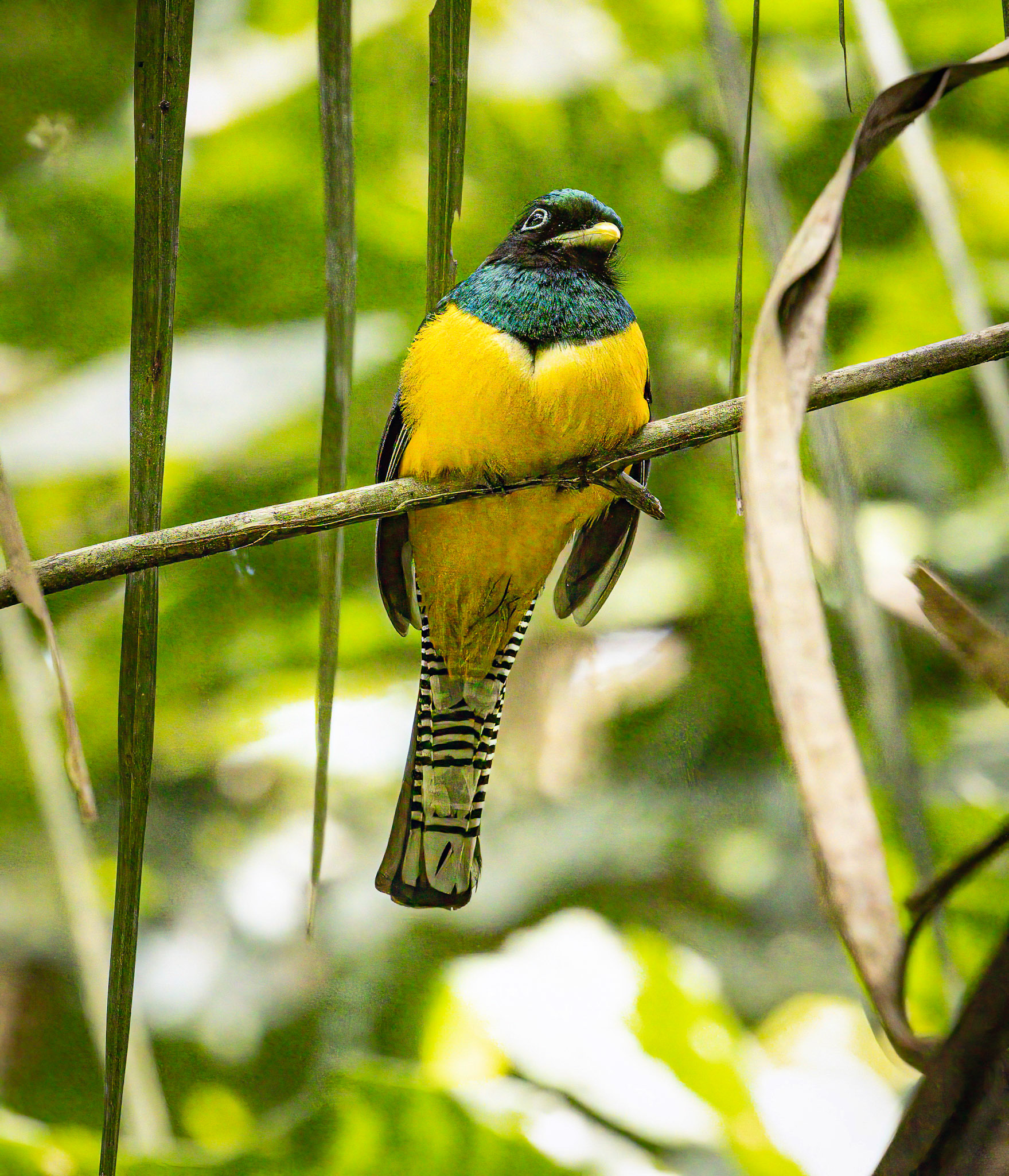 Black-throated Trogon