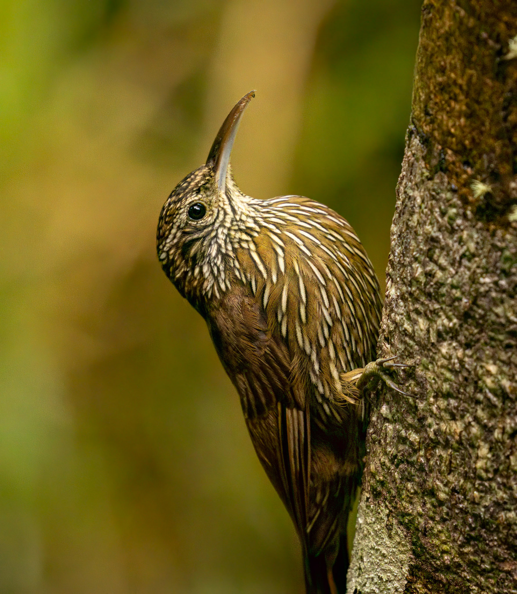 Montane Woodcreeper