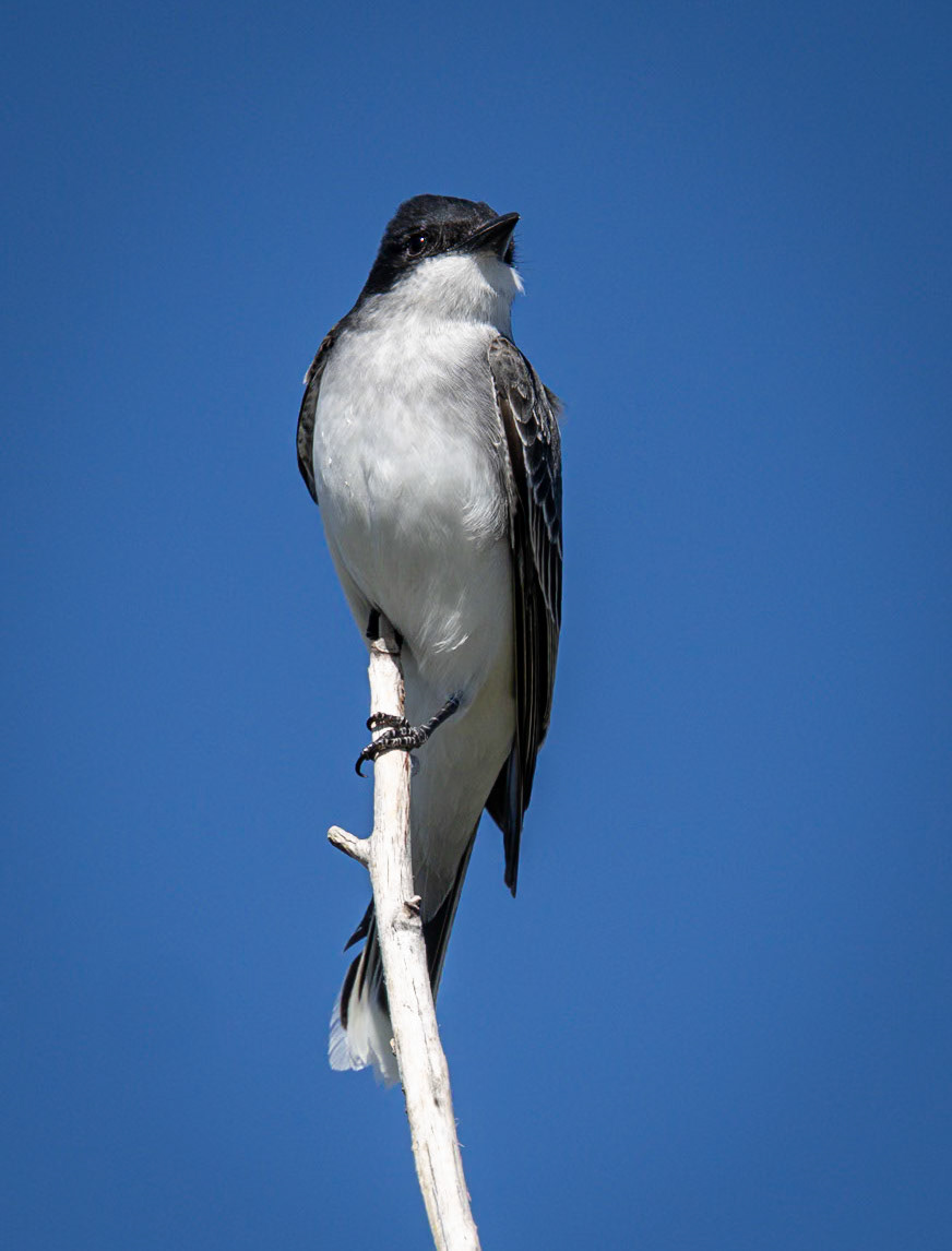 Eastern Kingbird