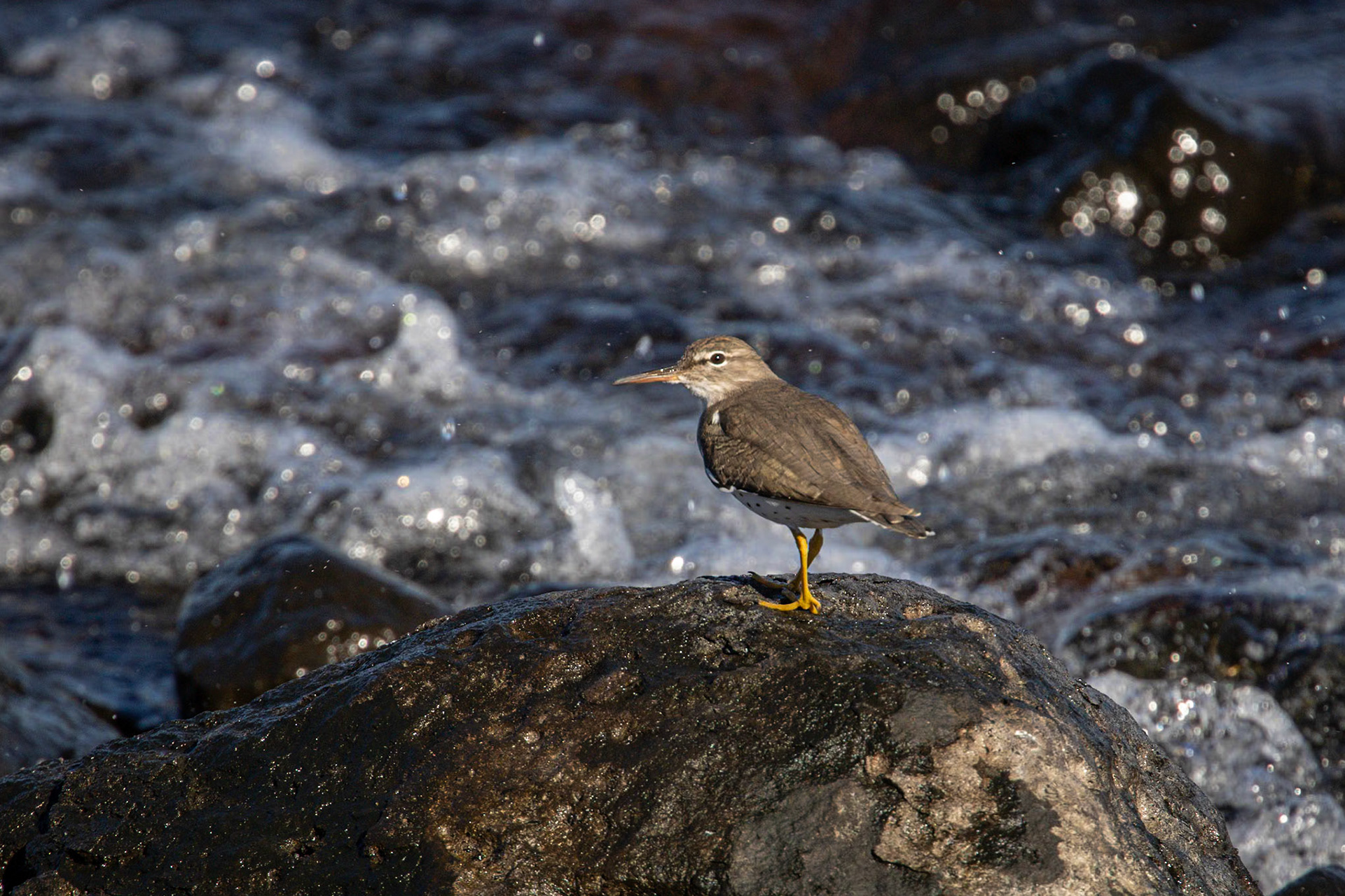 Spotted Sandpiper