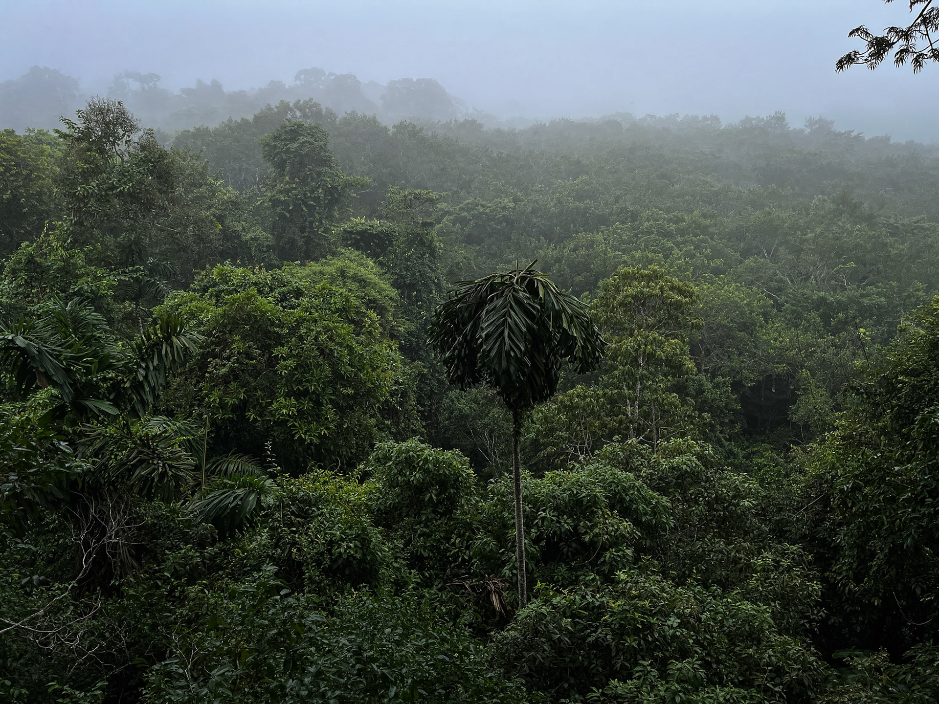 Sani Lodge Tower in Kapok Tree