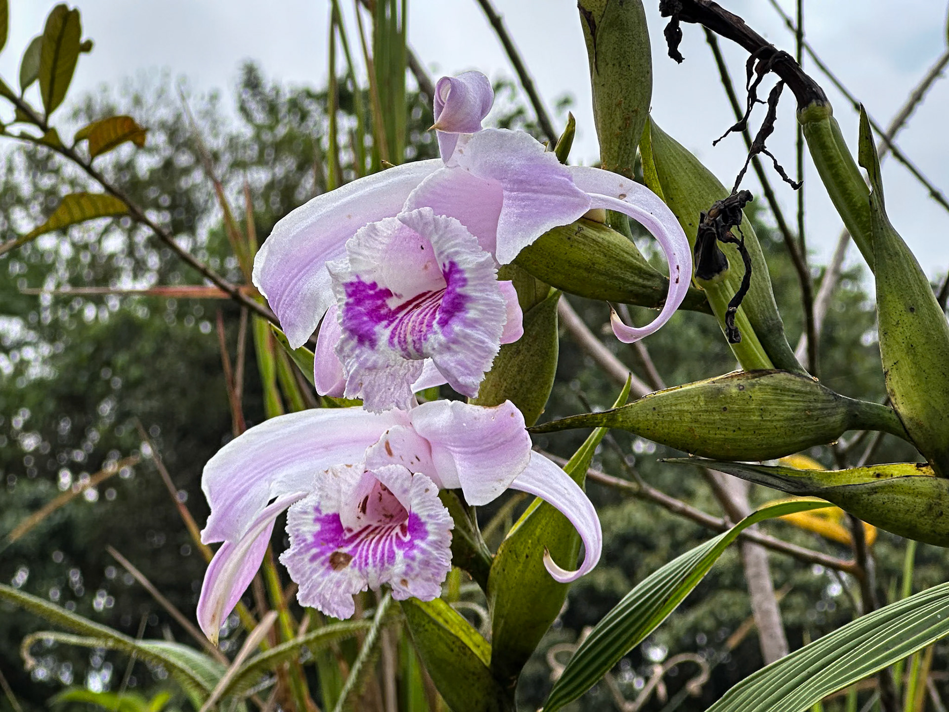 Roadside Orchid