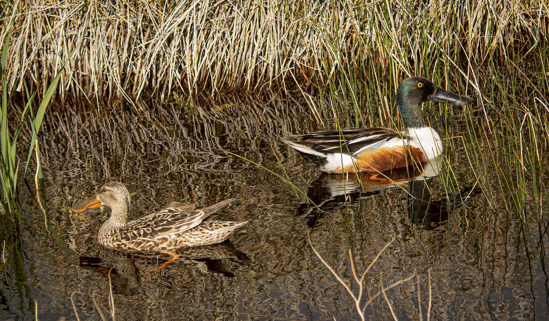 Northern Shoveler