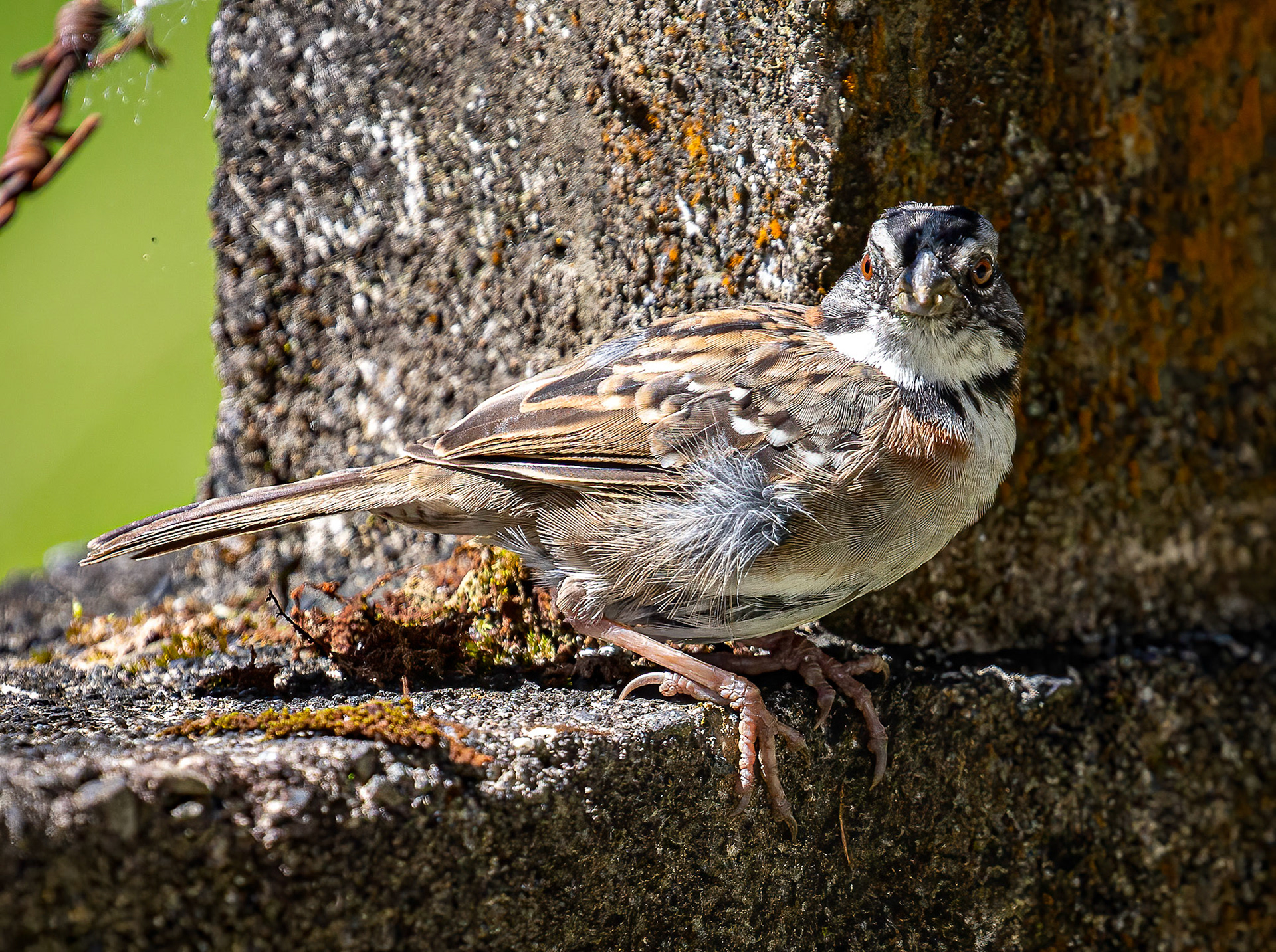Rufous-collared Sparrow