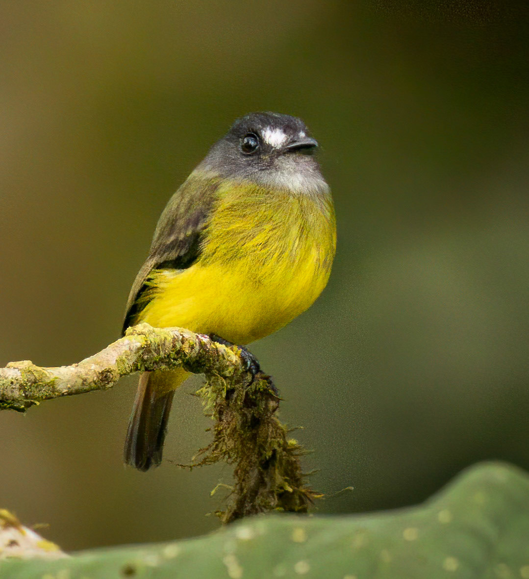 Ornate Flycatcher