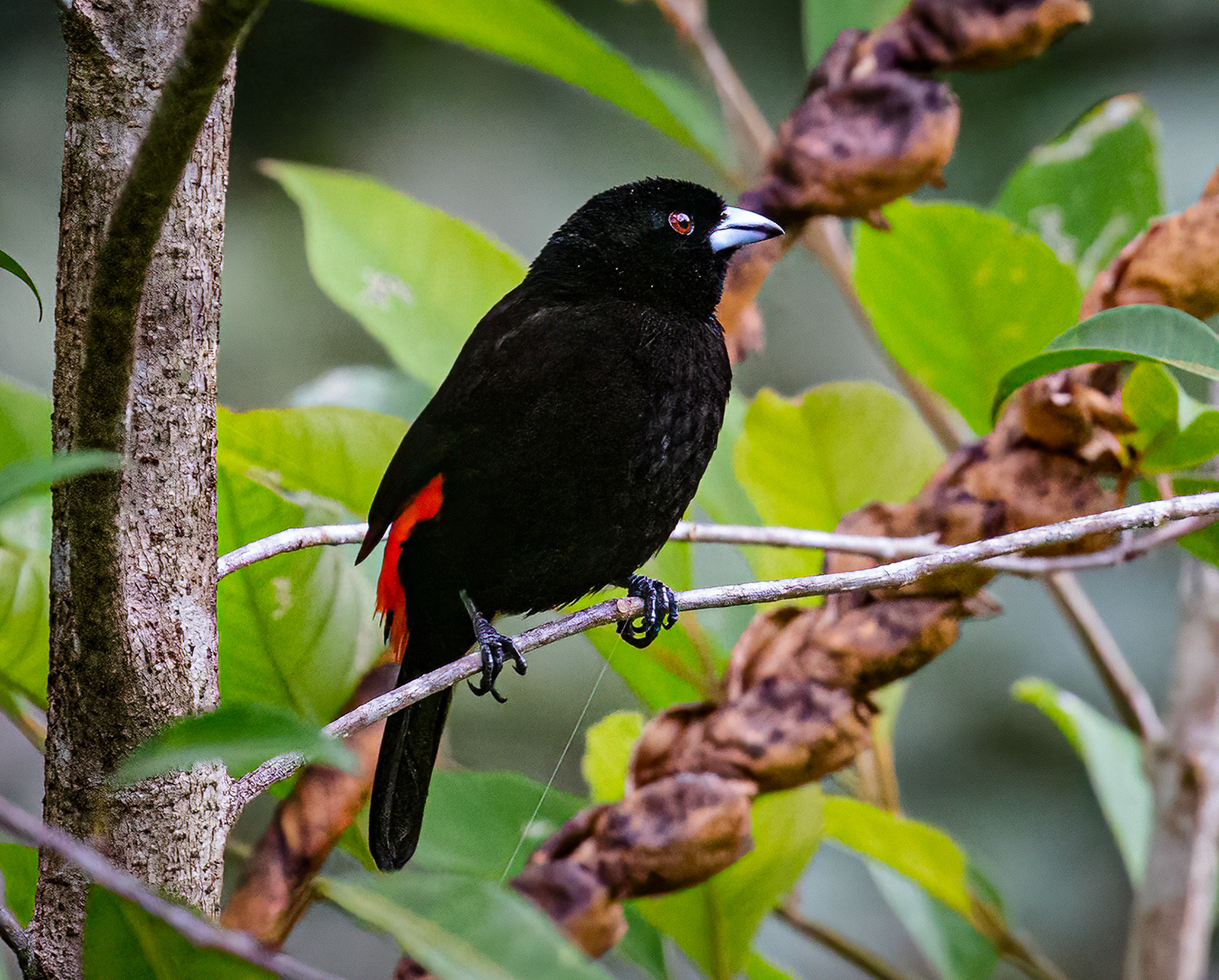 Scarlet-rumped Tanager