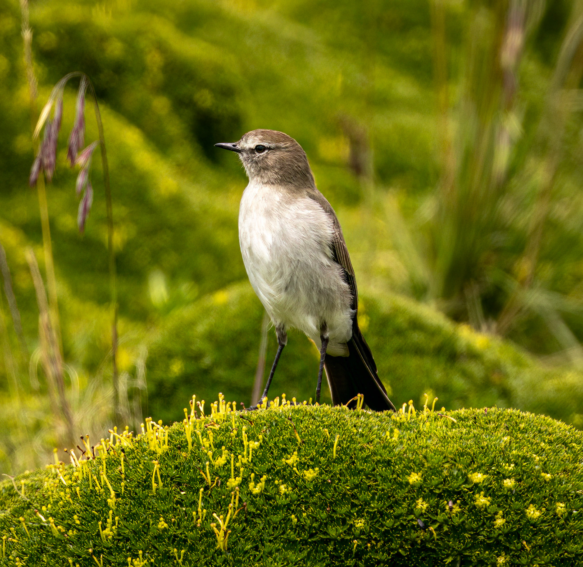 Plain-capped Ground-Tyrant