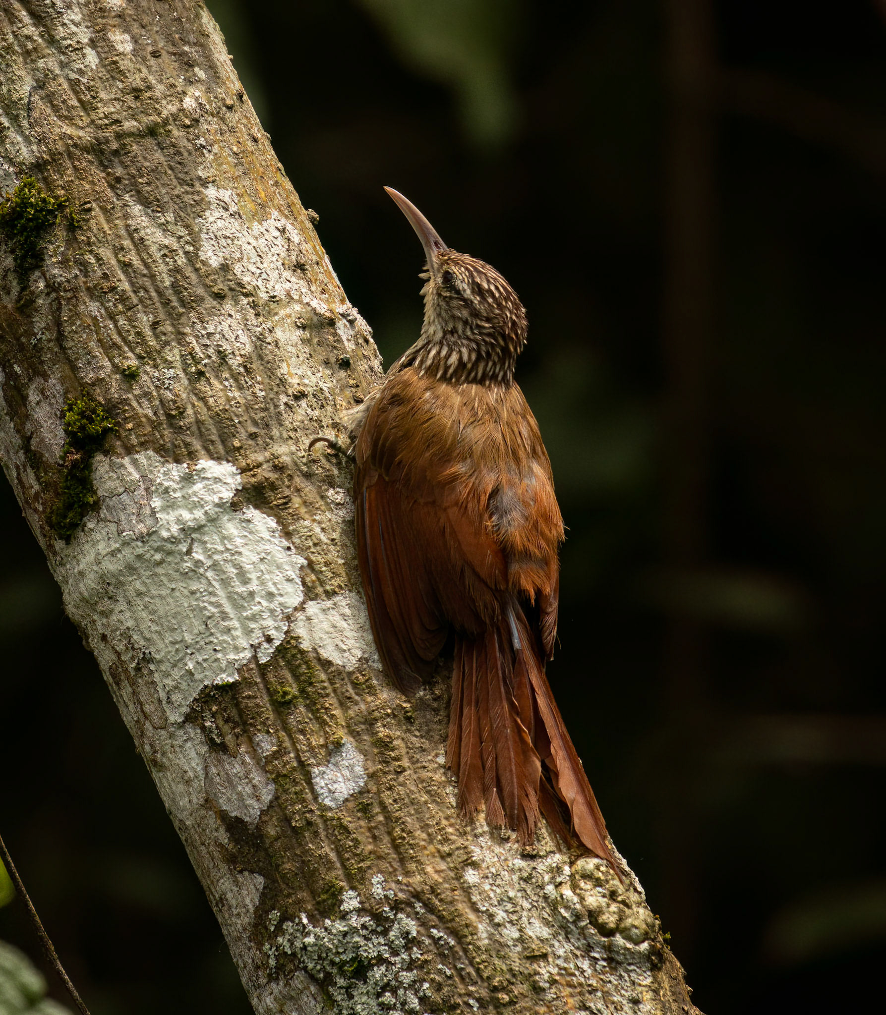 Streak-headed Woodcreeper