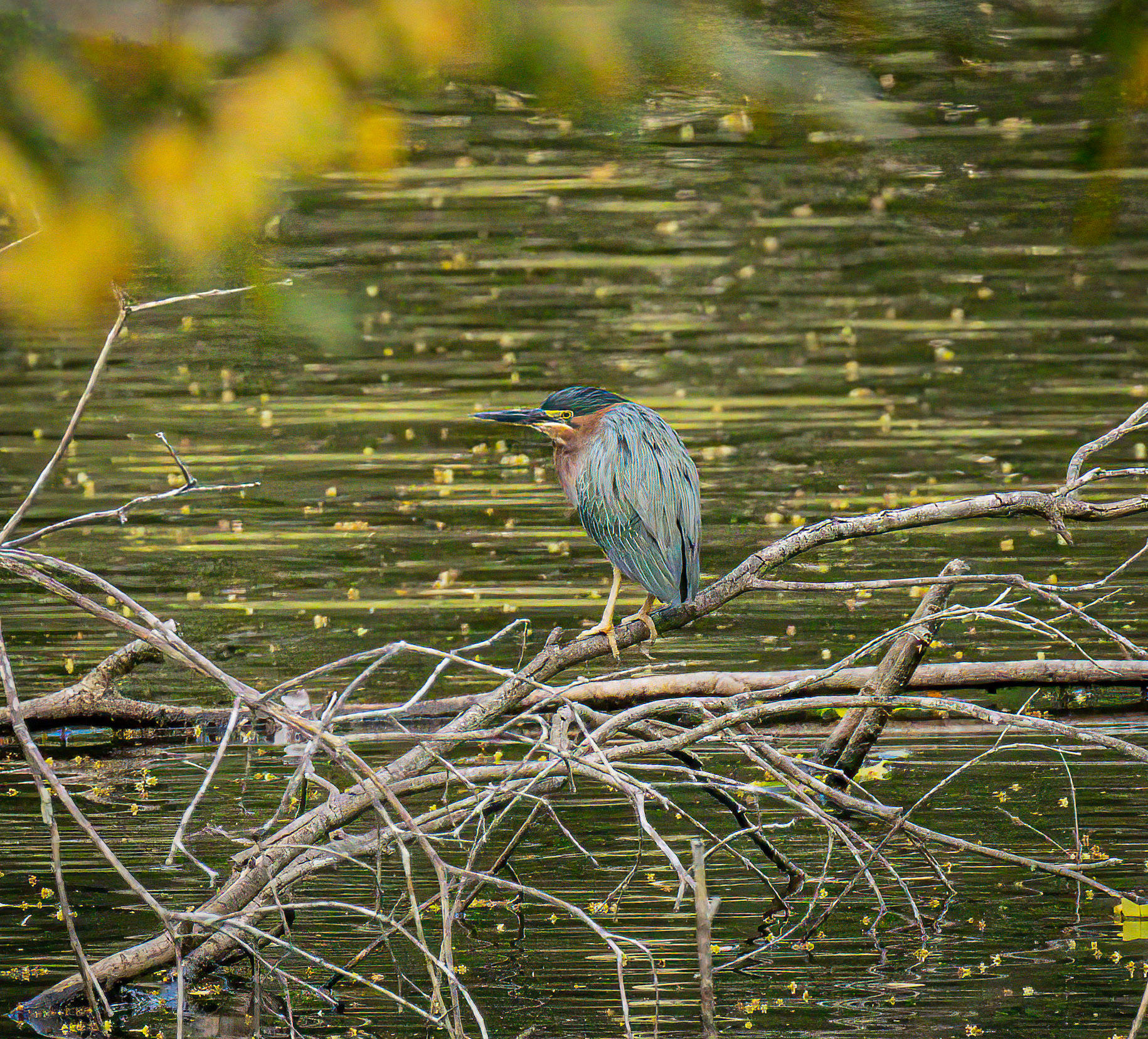 Green Heron