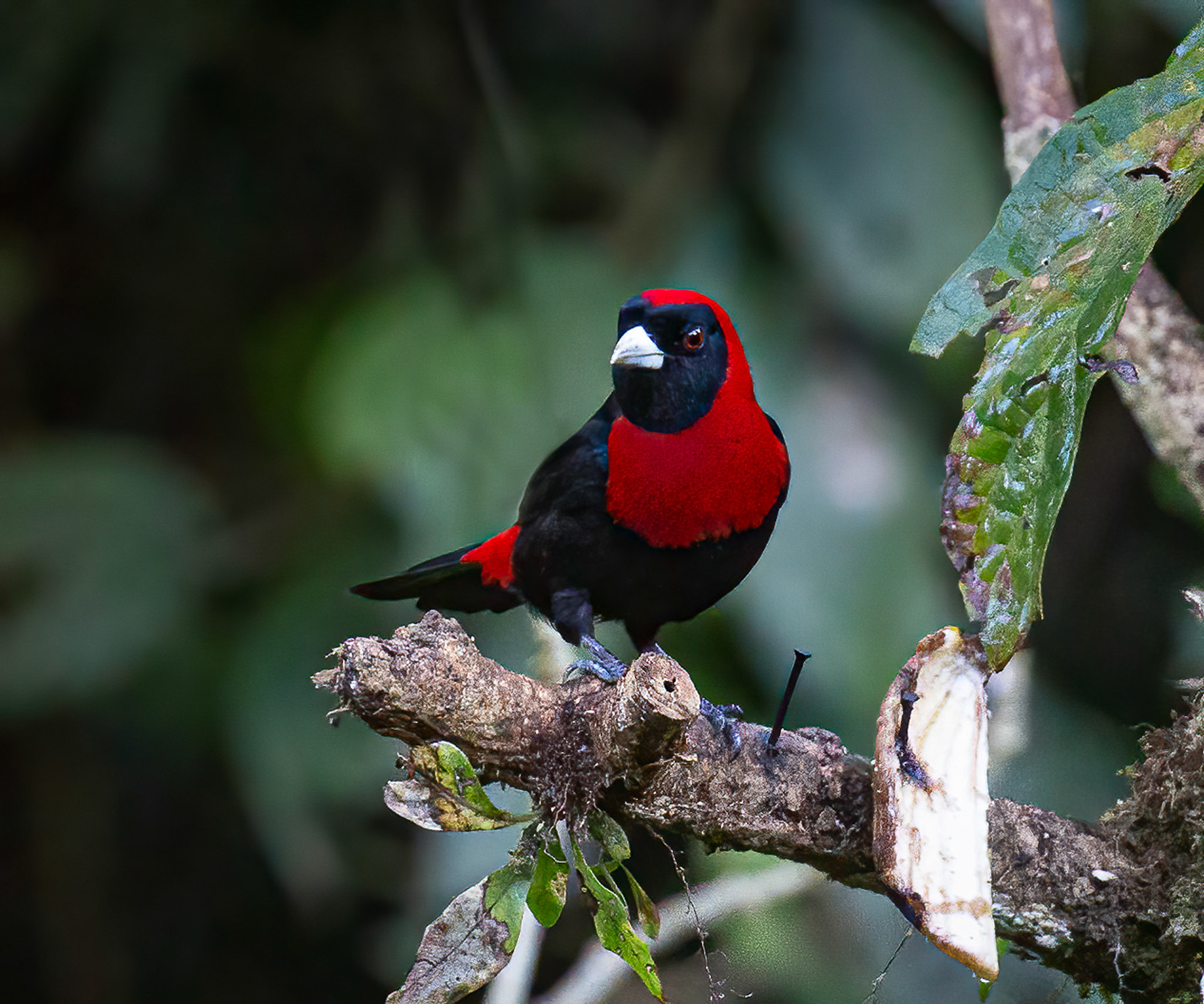 Crimson-collared Tanager
