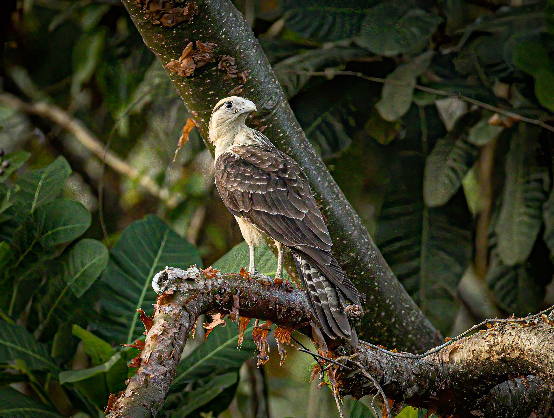 Yellow-headed Caracara