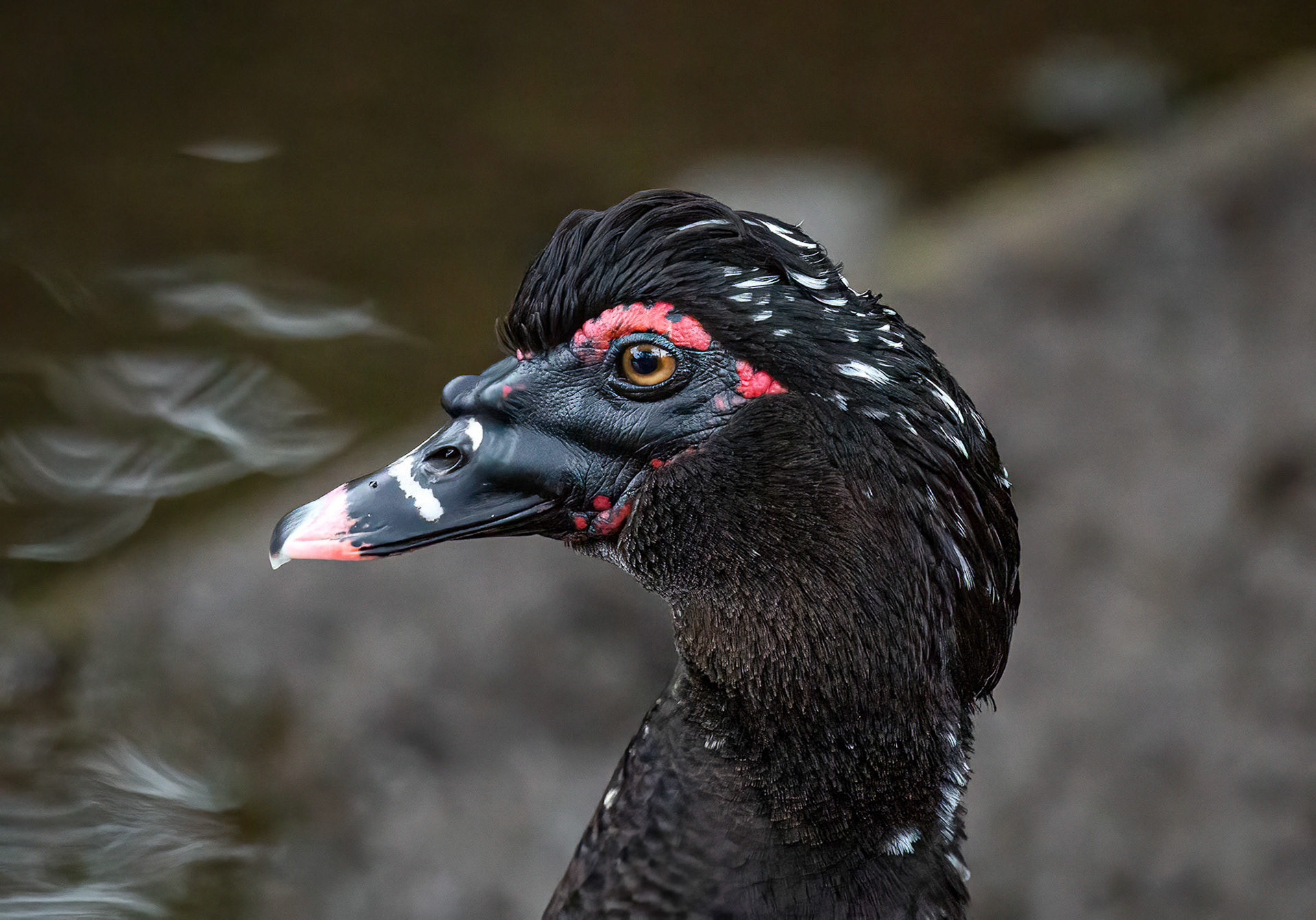 Muscovy Duck