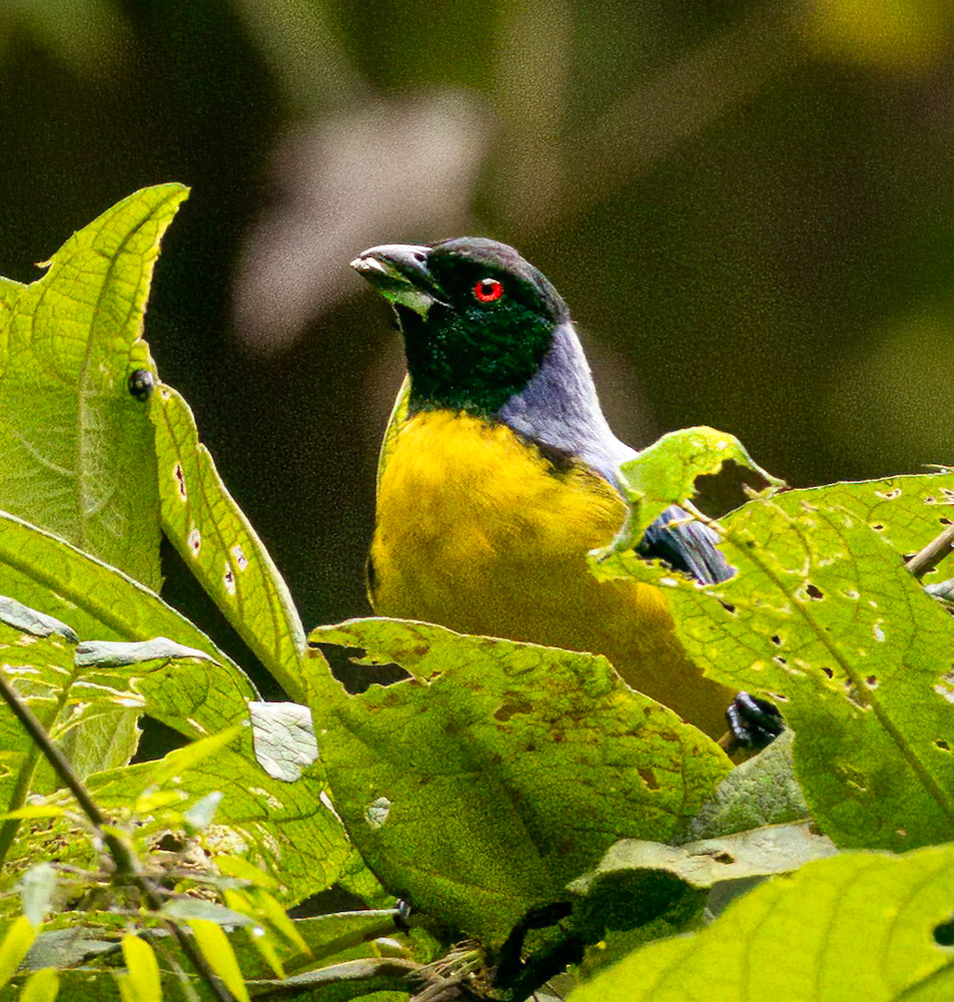 Hooded Mountain Tanager