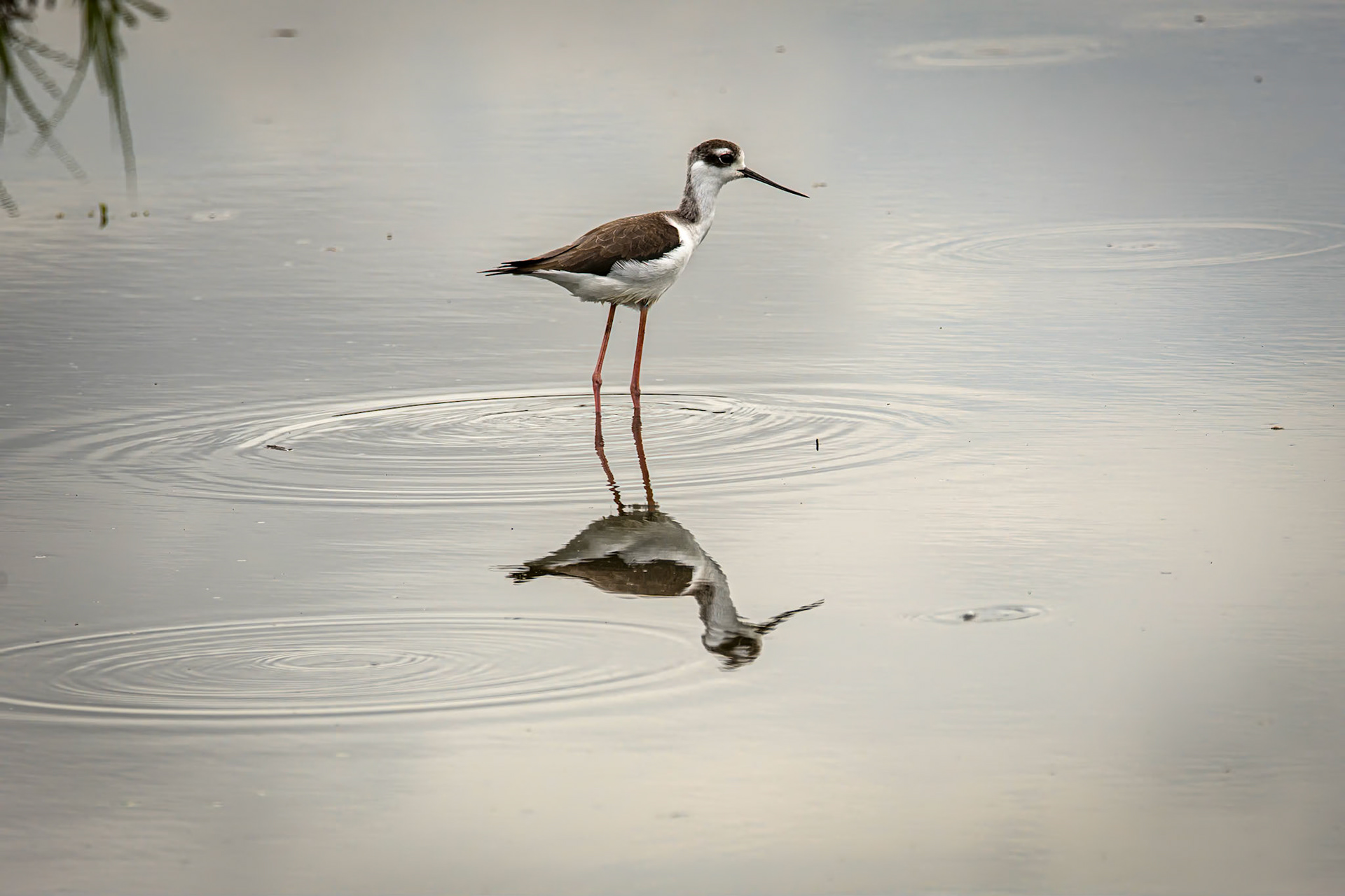 Black-necked Stilt