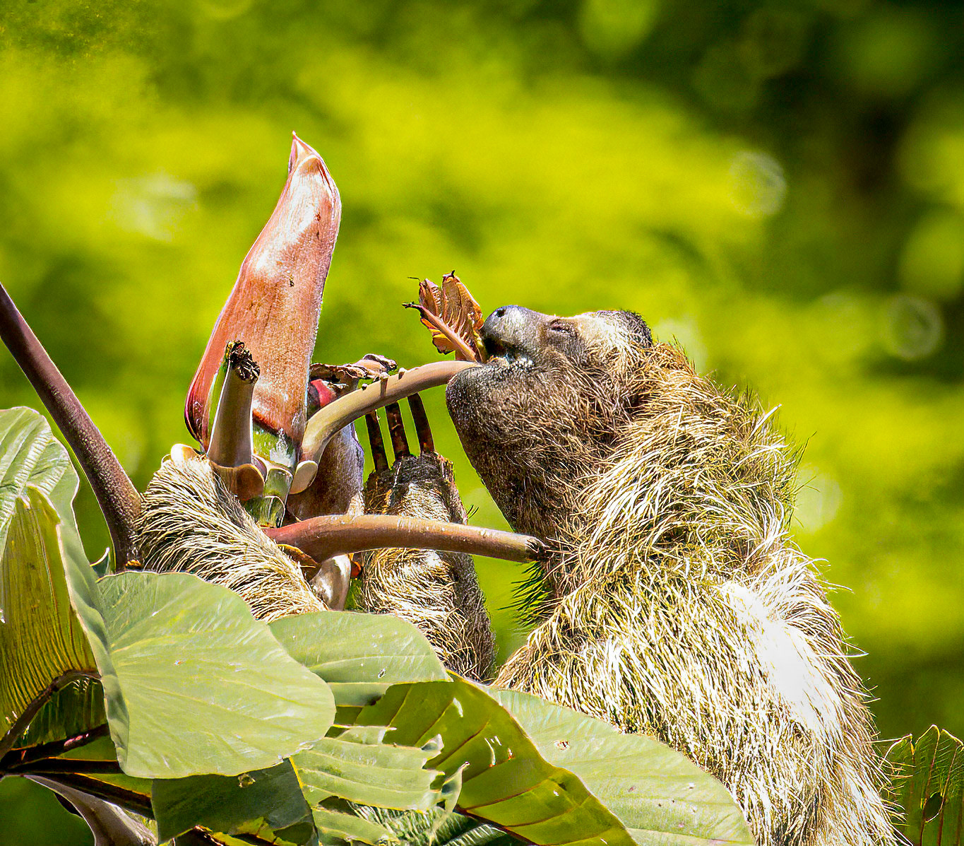 3-toed sloth infant munching on vegitation on the Garden.