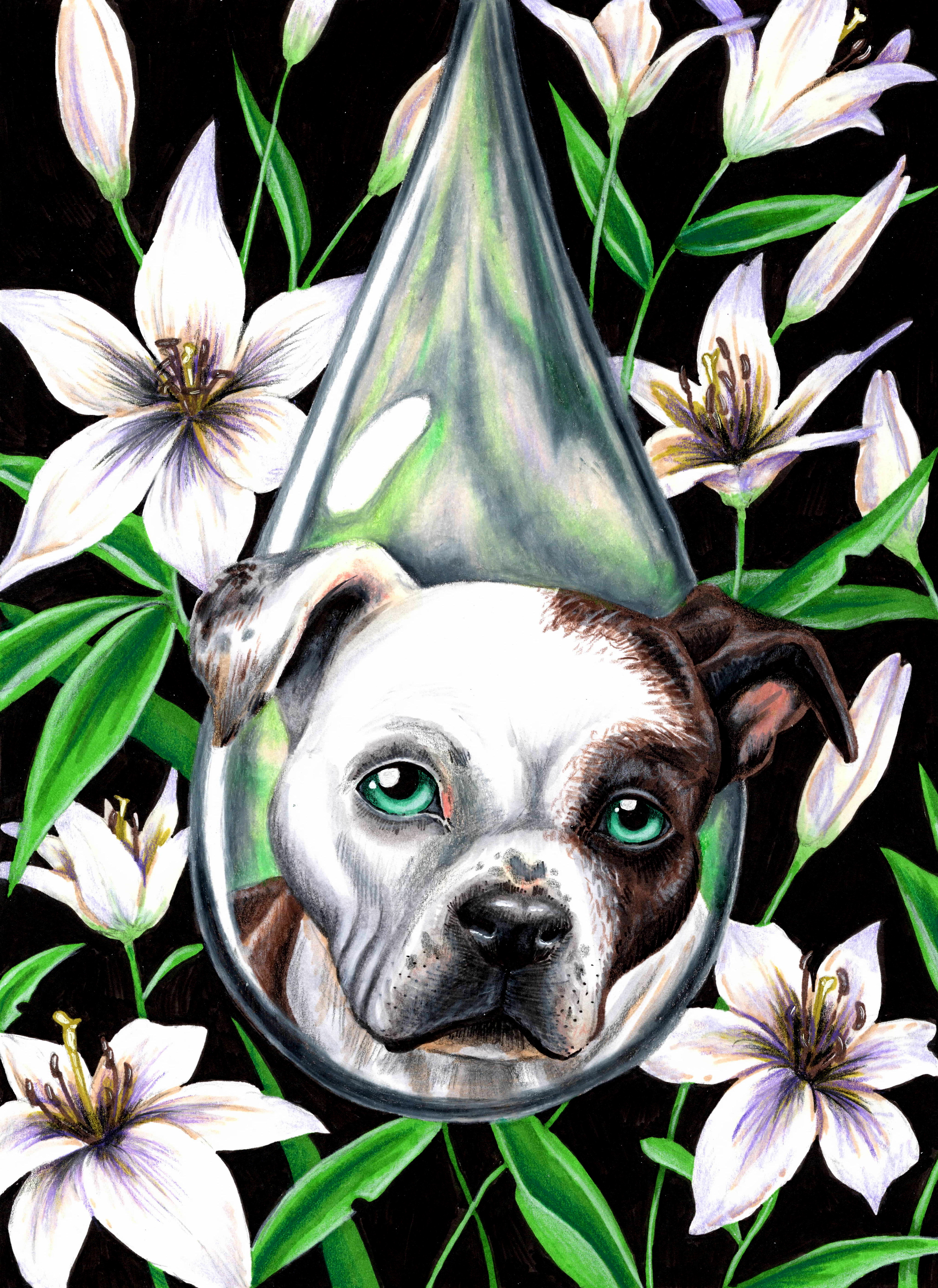 Pit Bull, Julie Kitzes, 2019