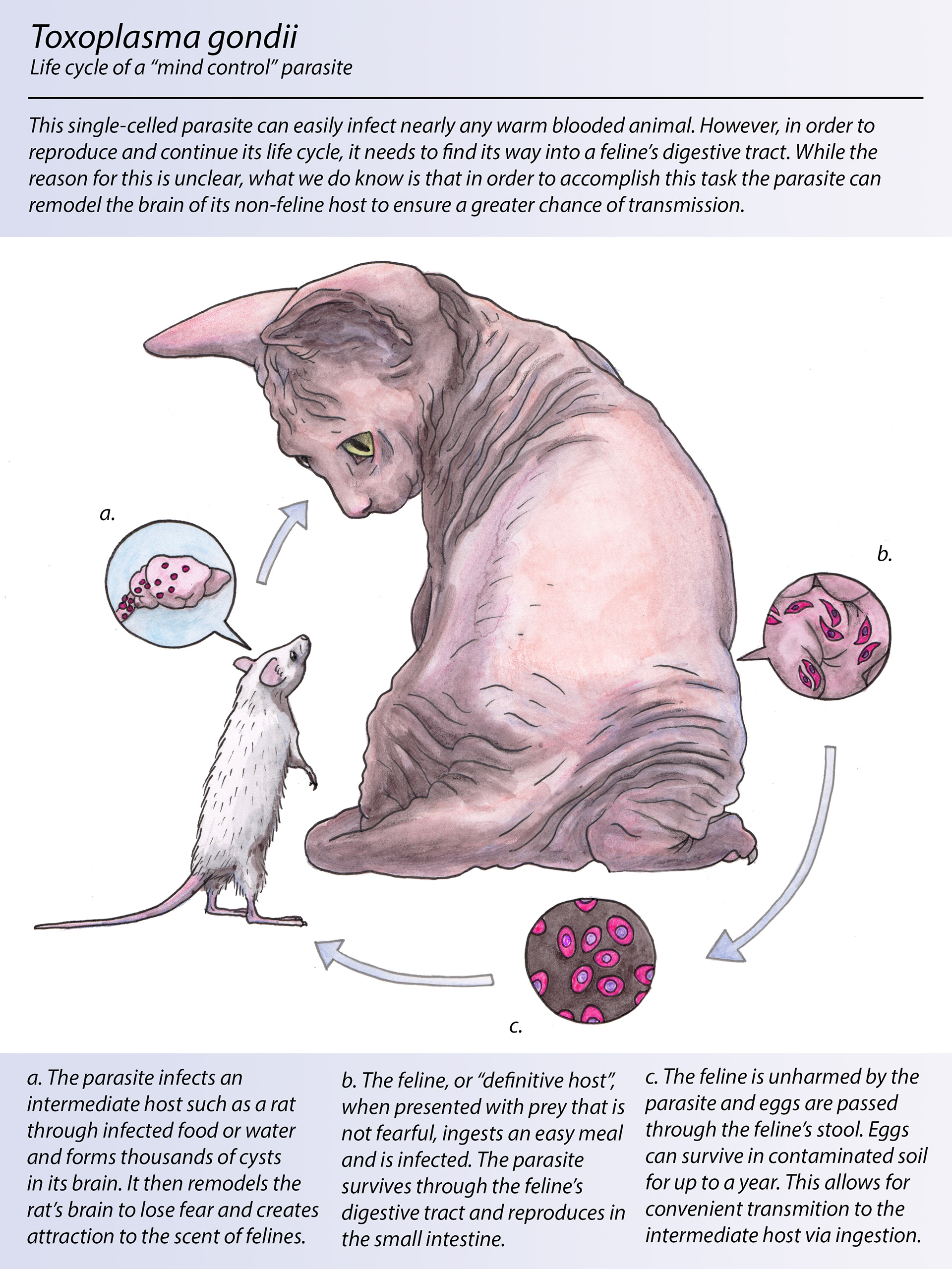 Toxoplasma gondii, Julie Kitzes, 2019