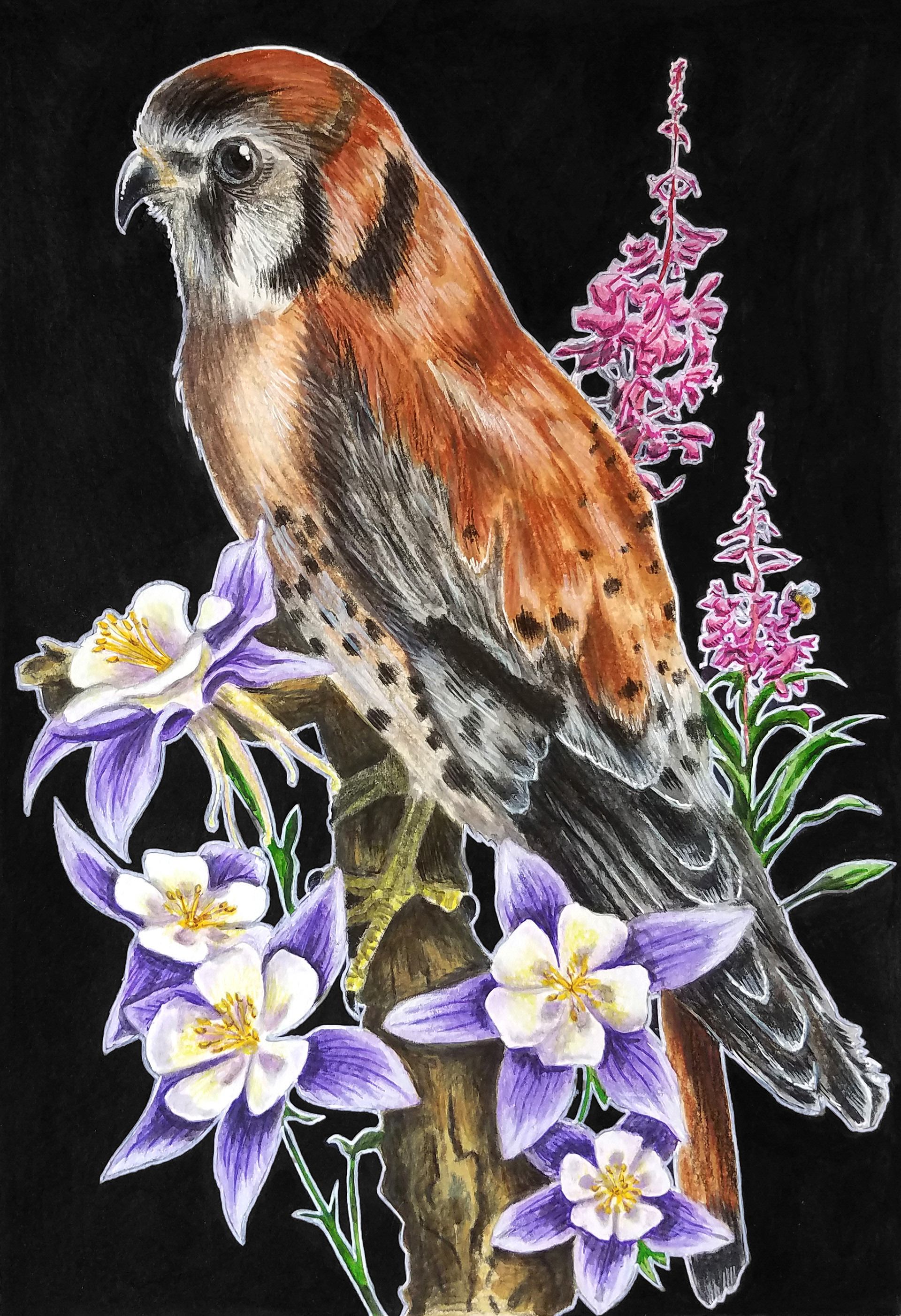 American Kestrel, Julie Kitzes, 2019