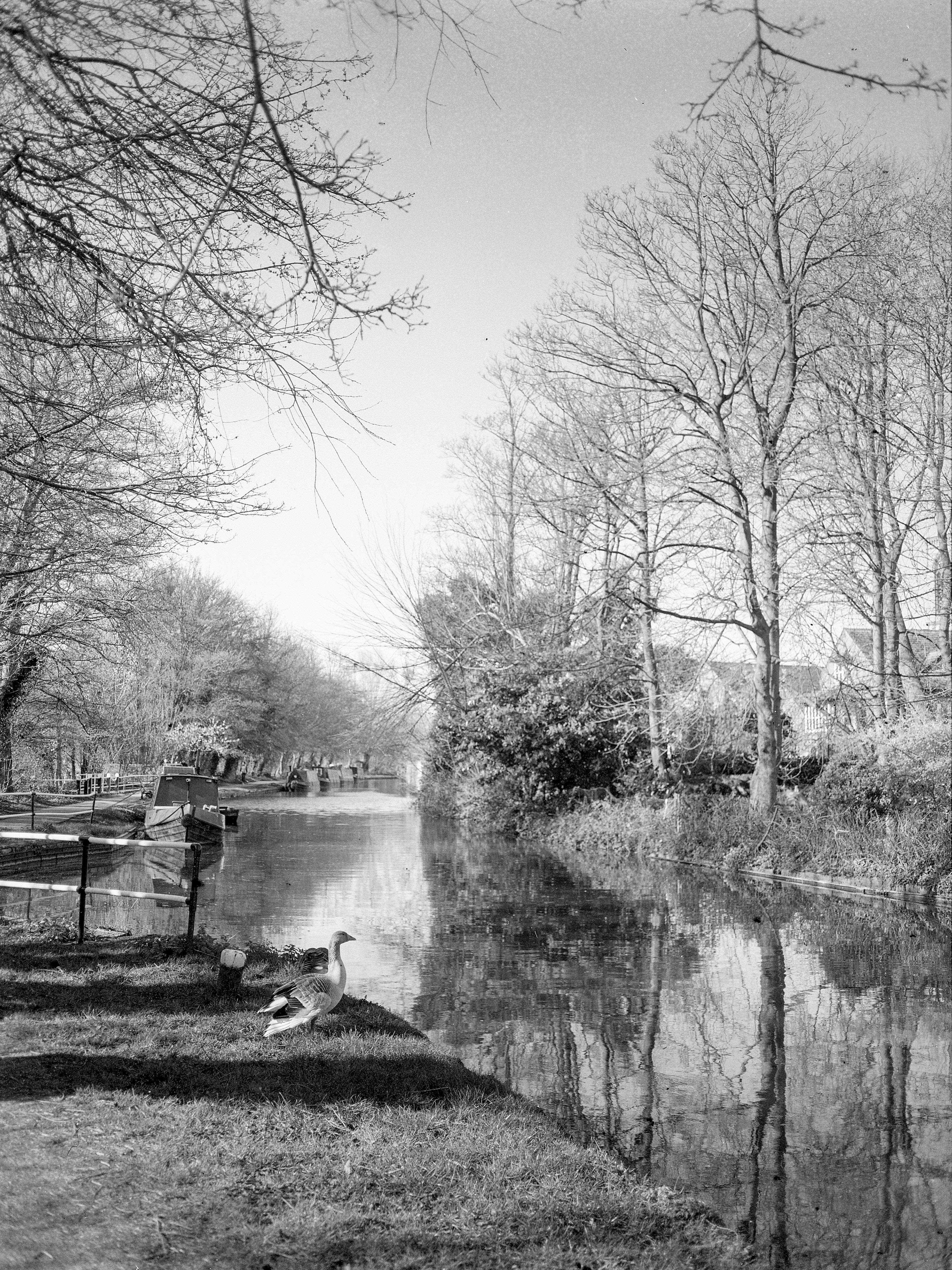 Oxford Canal, Oxford, Mar 2020 (Ilford FP4)