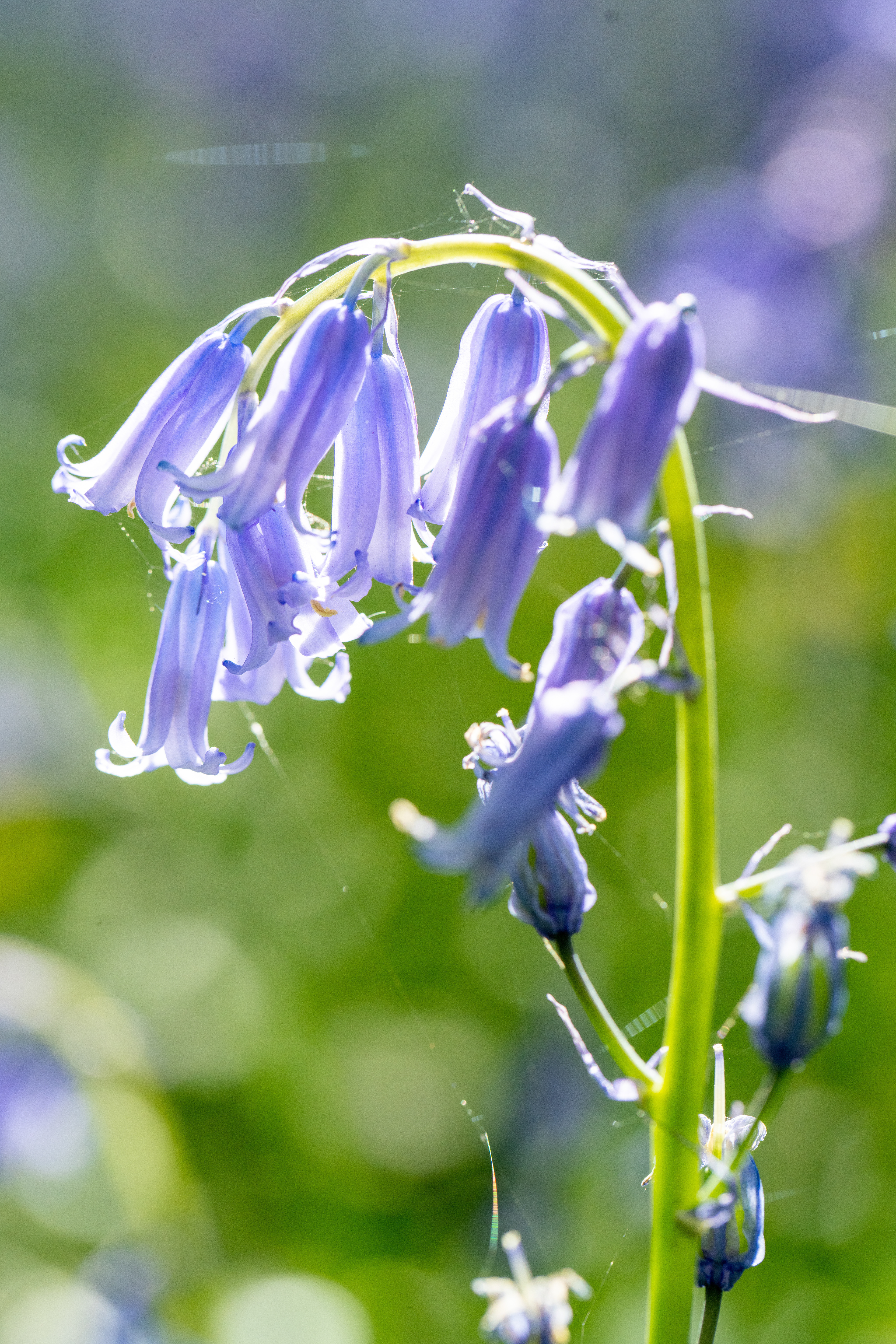 Wytham woods, Apr 2022