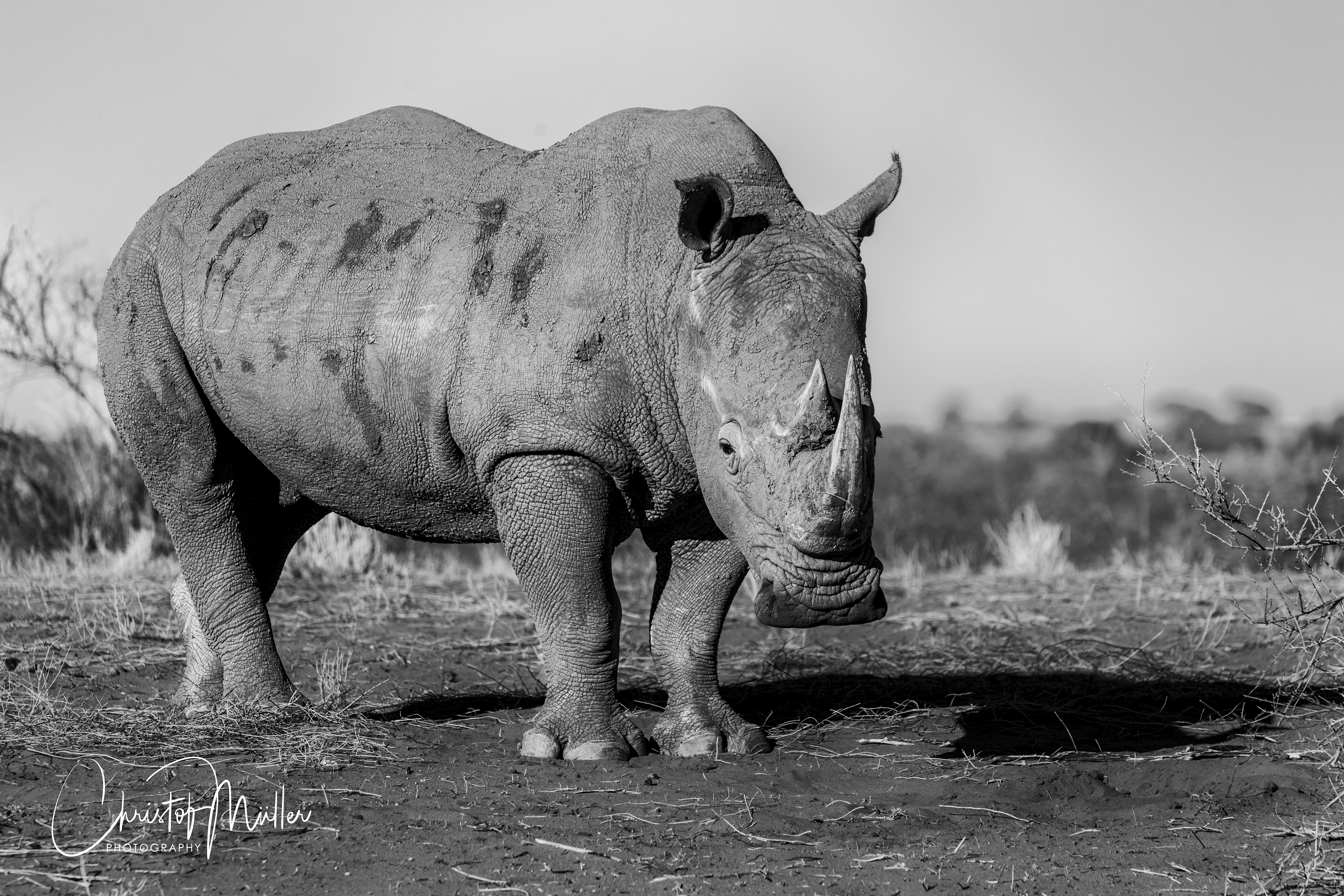 Southern White Rhinoceros in the Kalahari Desert in Namibia