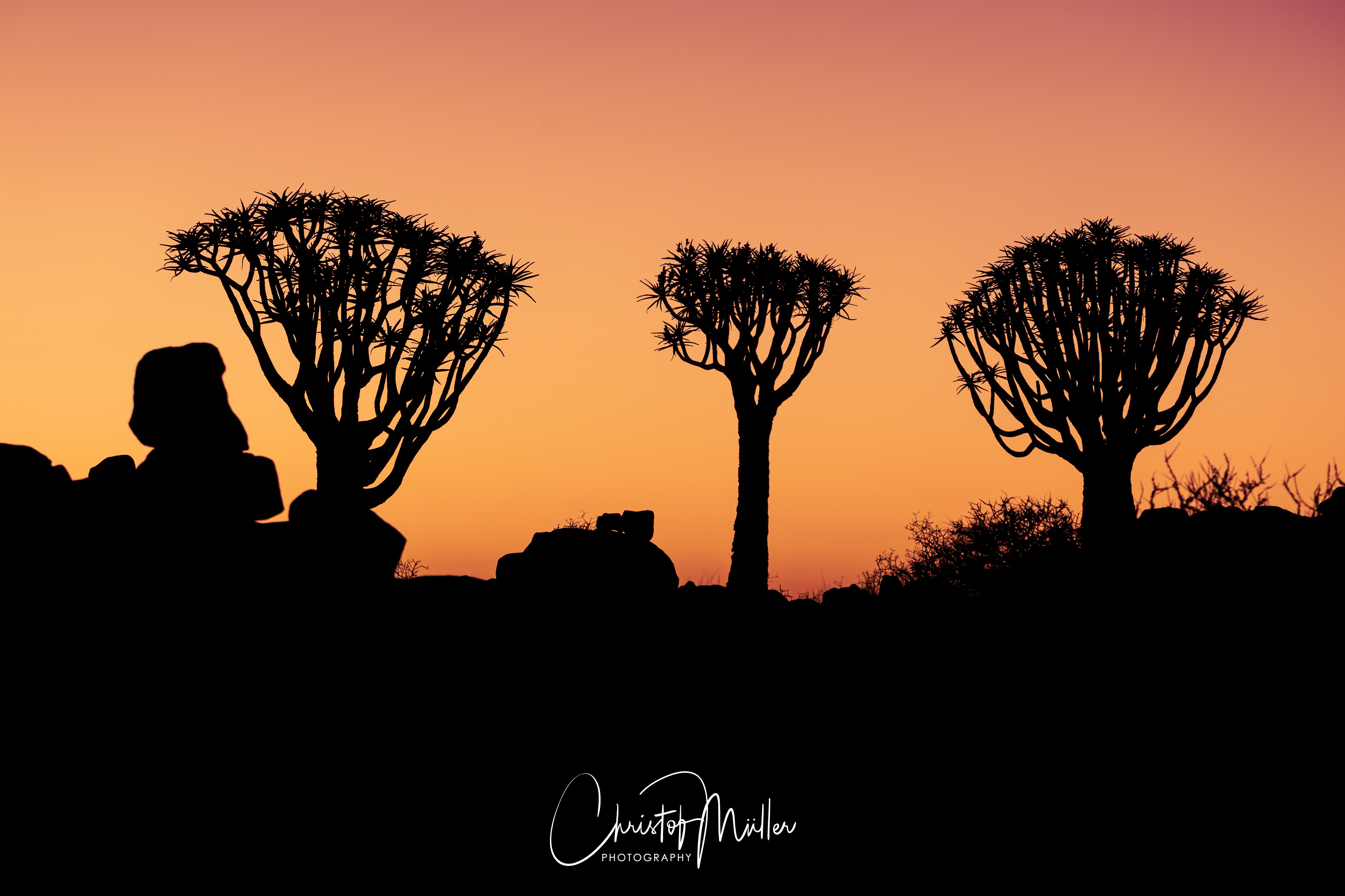 Silhouette of Quiver Trees in Namibia