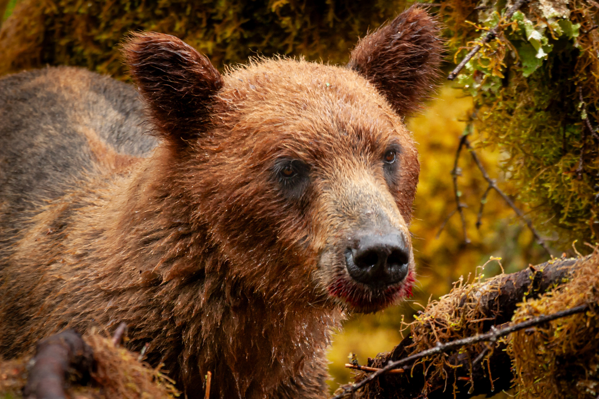 Close-up portrait of a young grizzly bear in Southeast Alaska, looking directly toward the viewer with curiosity. Its wet, brown fur blends warmly with the golden forest background, creating a sense of closeness and connection in the wild.
