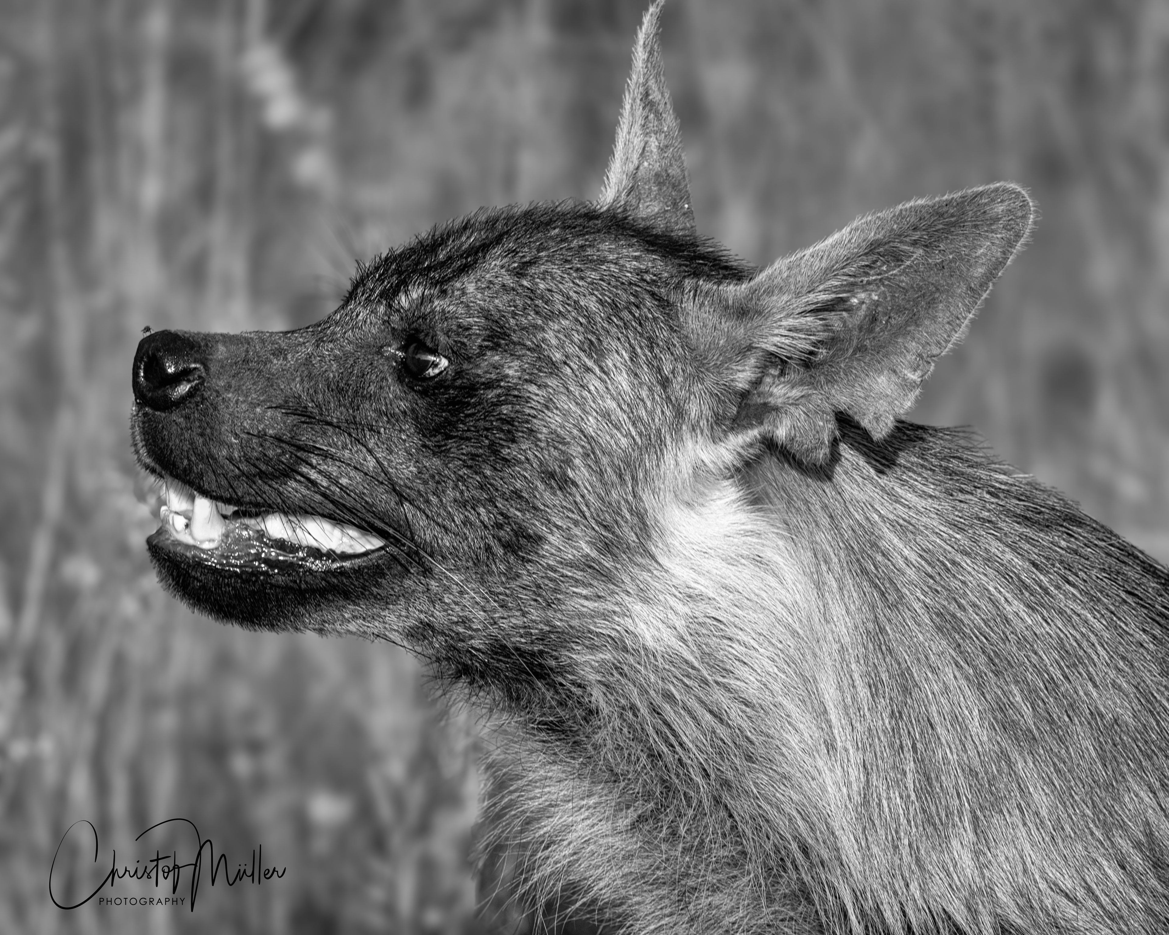 Brown hyena adult female in Okonjima Nature Reserve