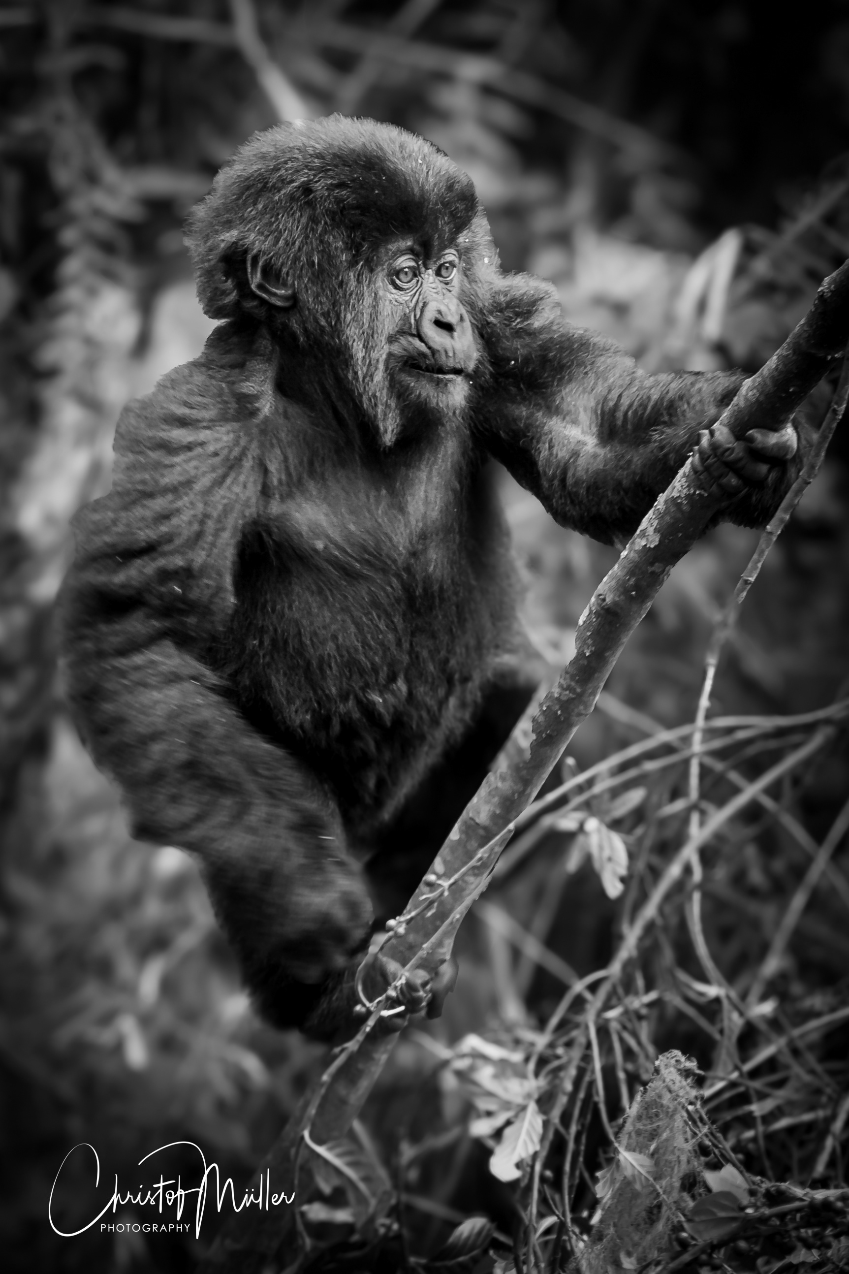 Mountain Gorilla Juvenile, Parc des Volcans in Rwanda