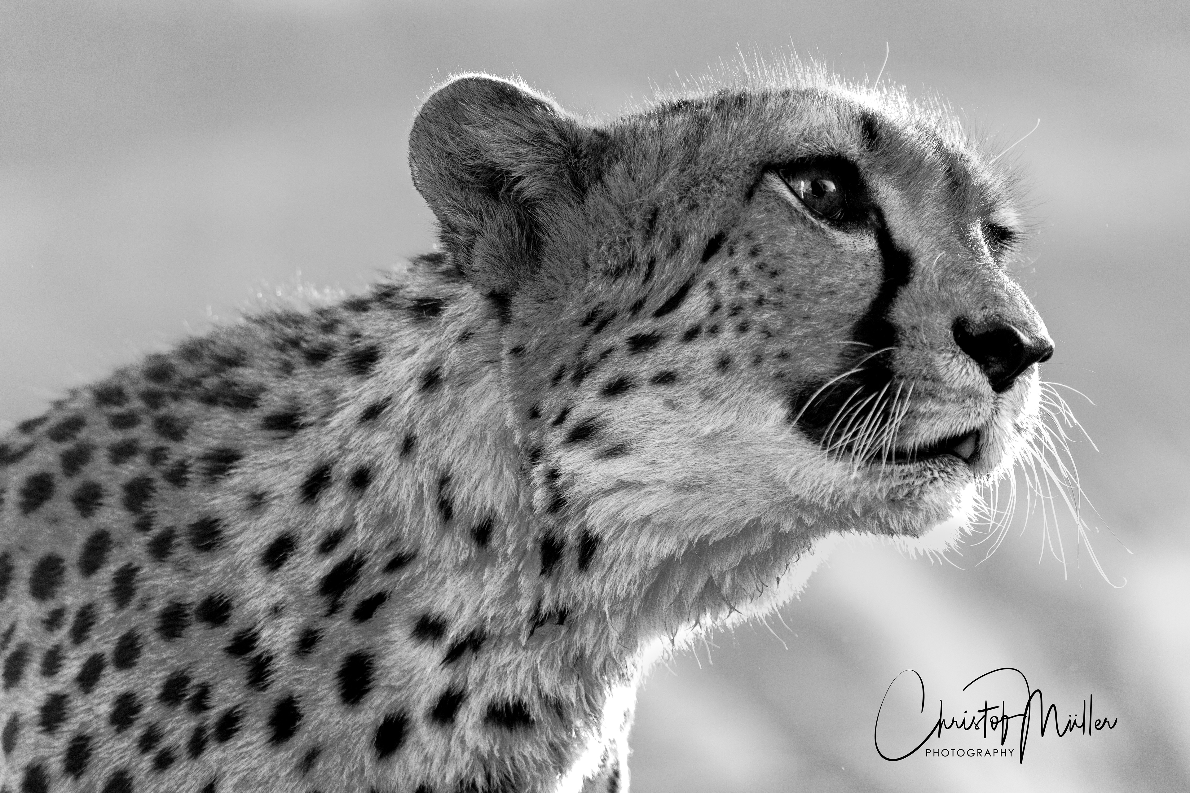 Portrait of a Cheetah in Kalahari Desert in Namibia