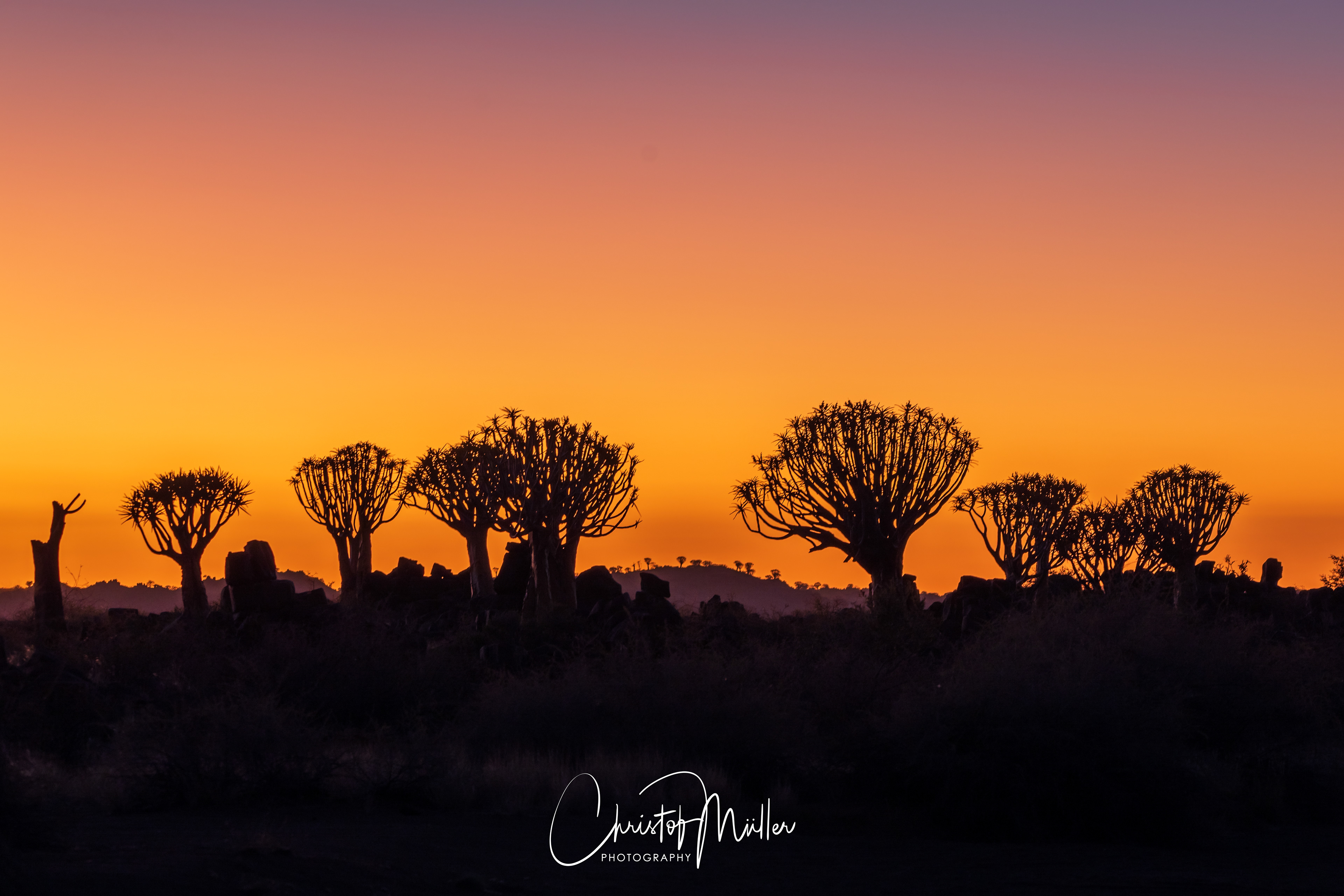 Silhouette of Quiver Trees in Namibia (2023)