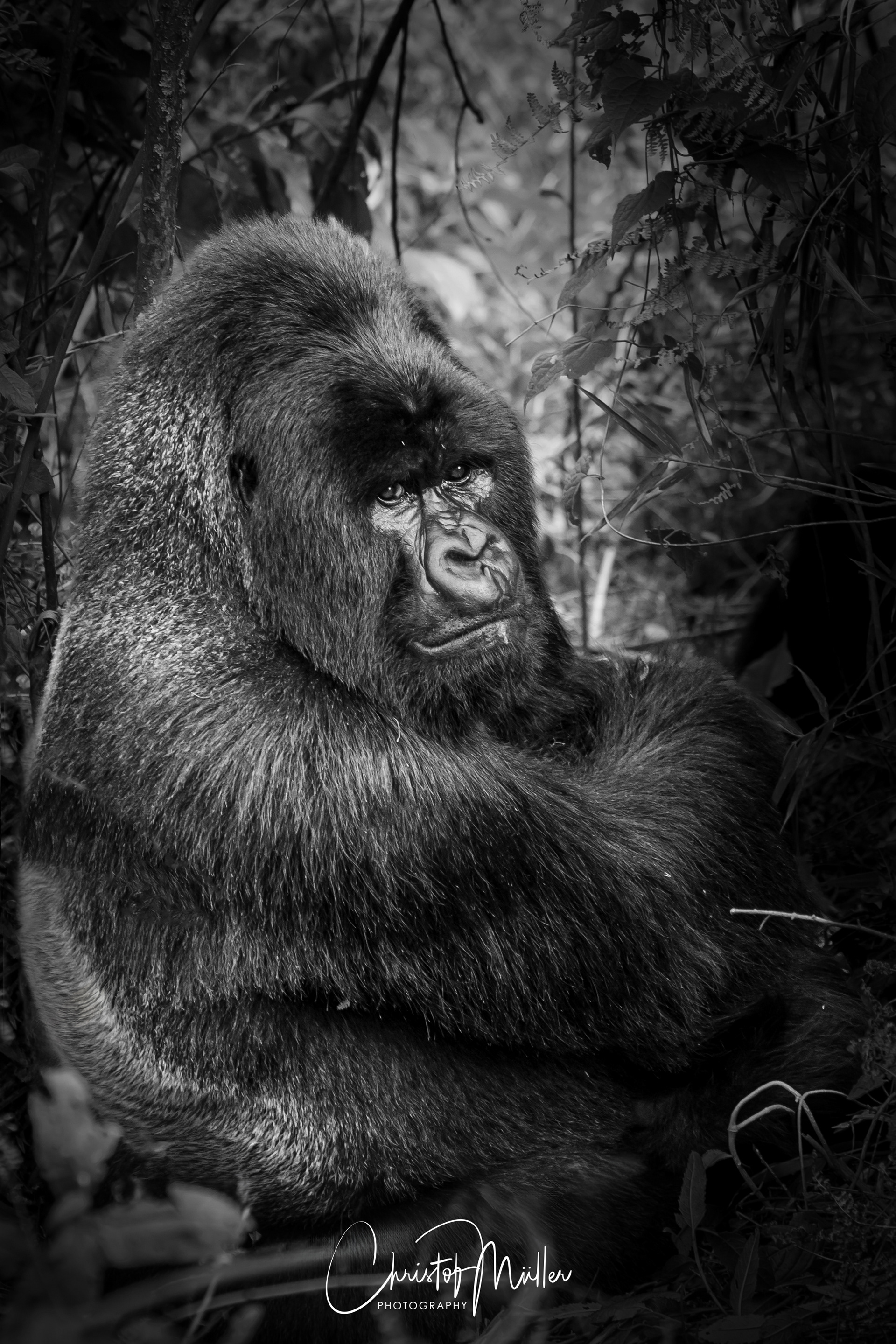 "Agashya" the Silverback of Groupe 13 in Parc des Volcans, Rwanda