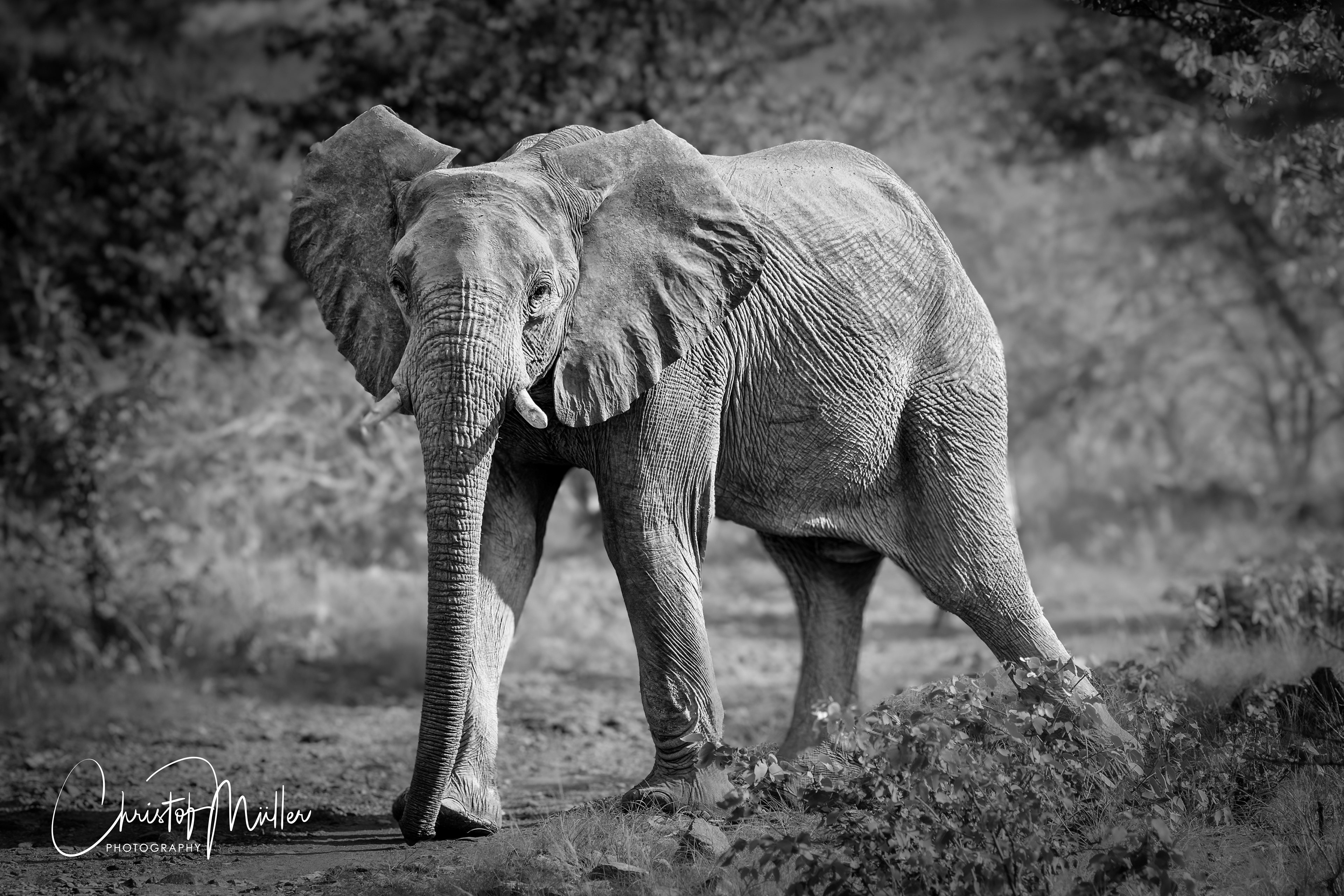 A Desert Elephant in the #Khoadi //Hoas Conservancy, Namibia