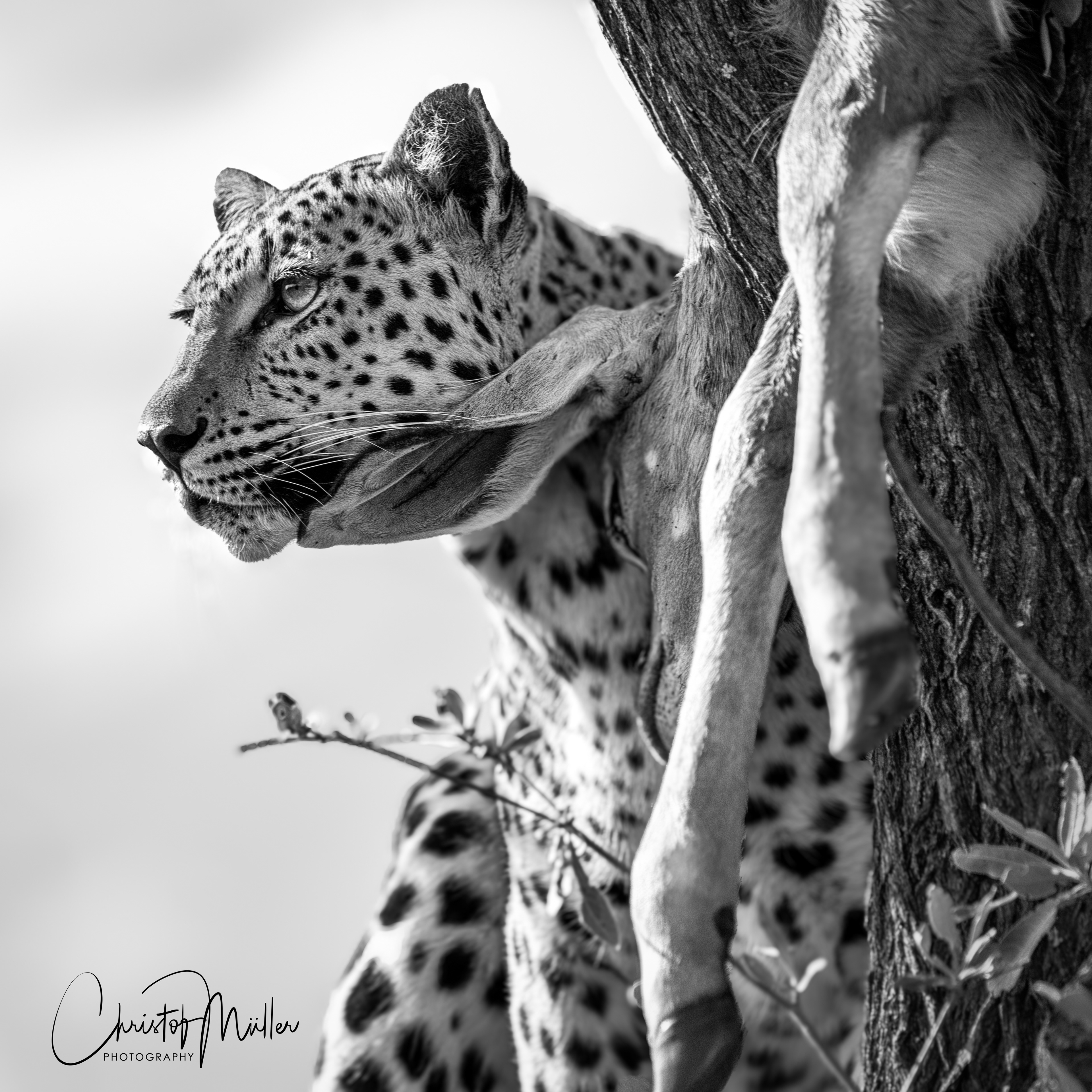 A leopard perches on a tree branch with his prey, a small kudu cub.