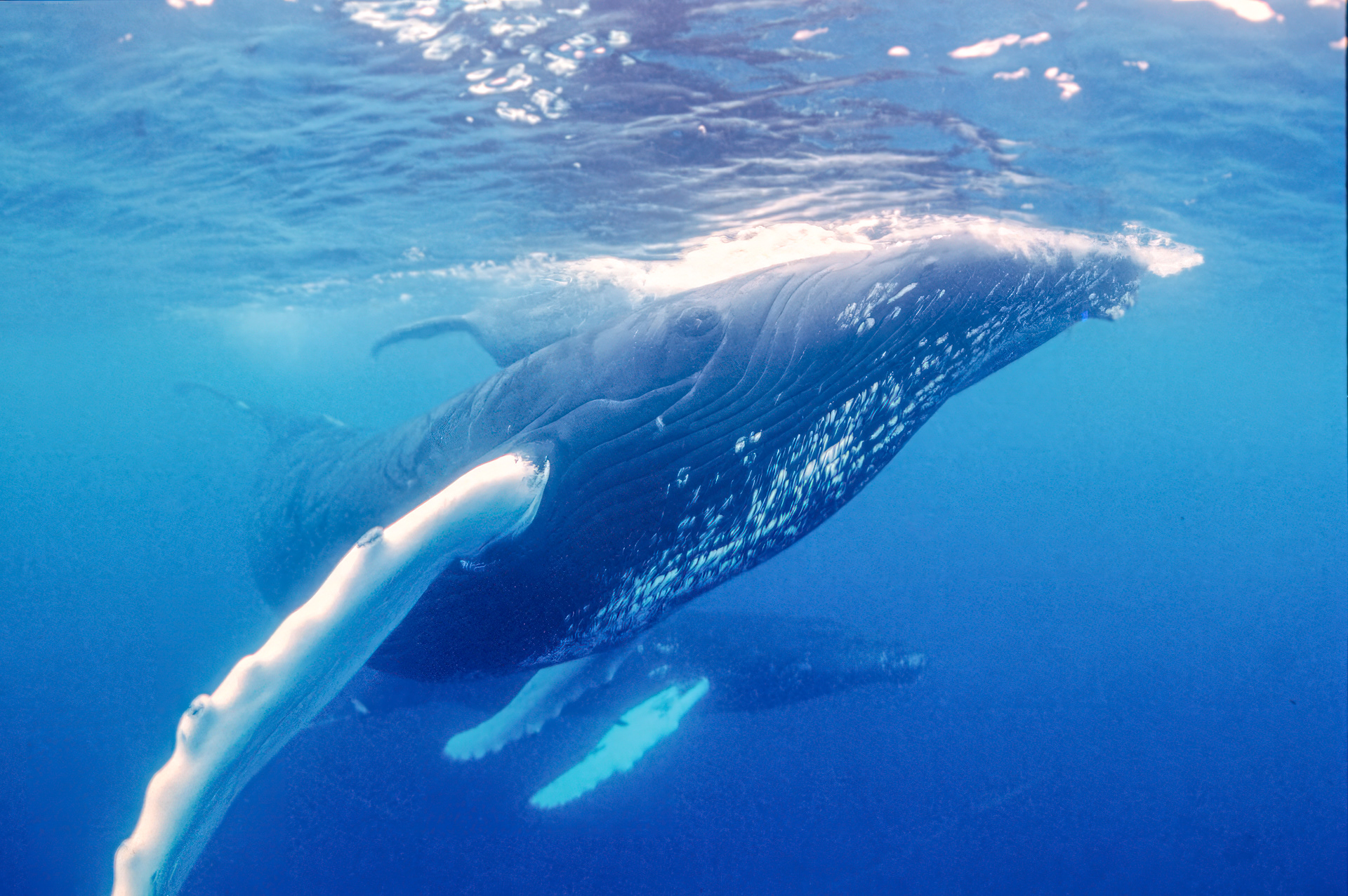 Underwater photo taken with a 8-15 mm wide-angle lens of a humpback whale mother in Silver Bank, between Turks and Caicos and the Dominican Republic, with her calf above and a male whale in the background.