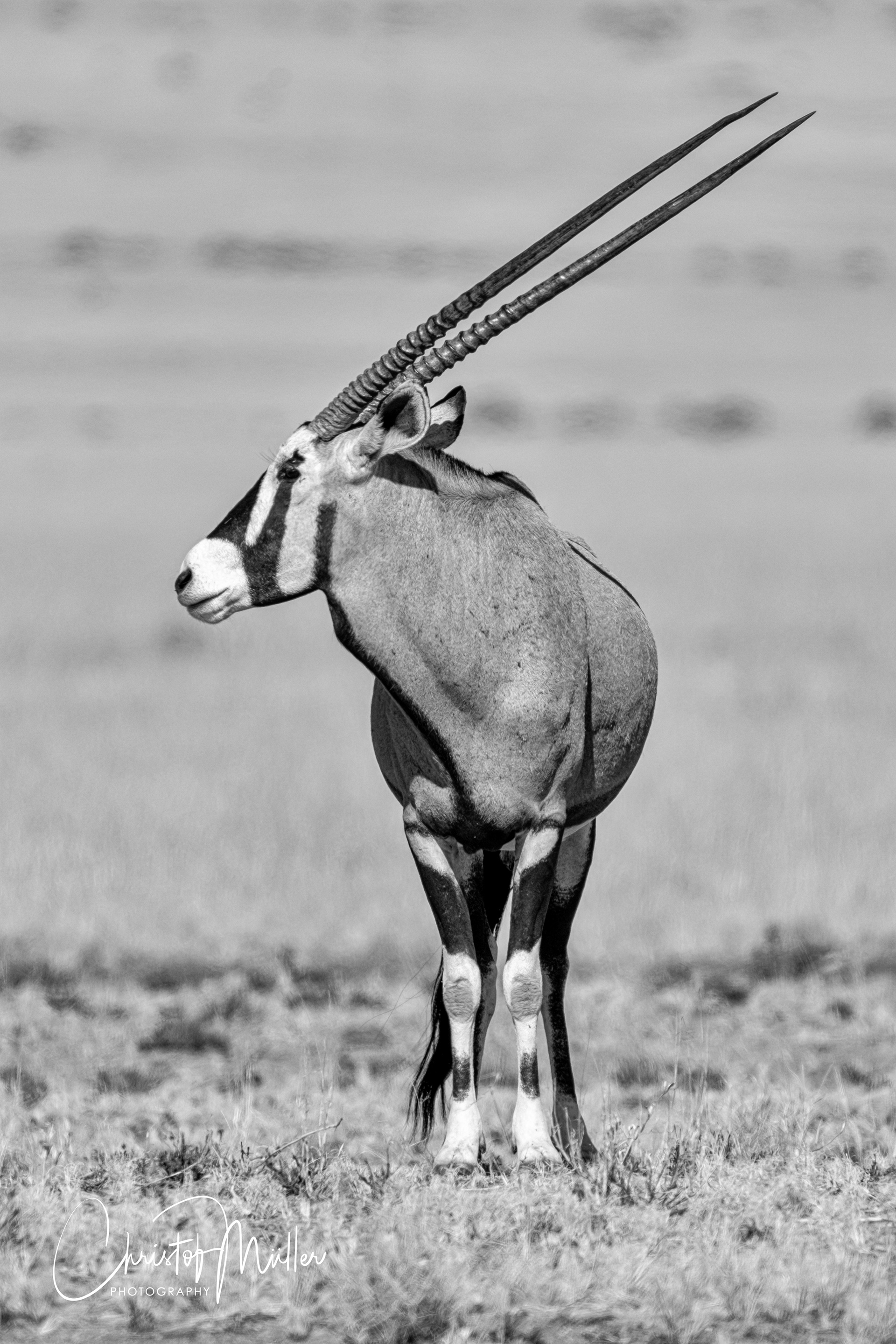 Oryx antelope, the majesty of the Namibia desert, Namibia