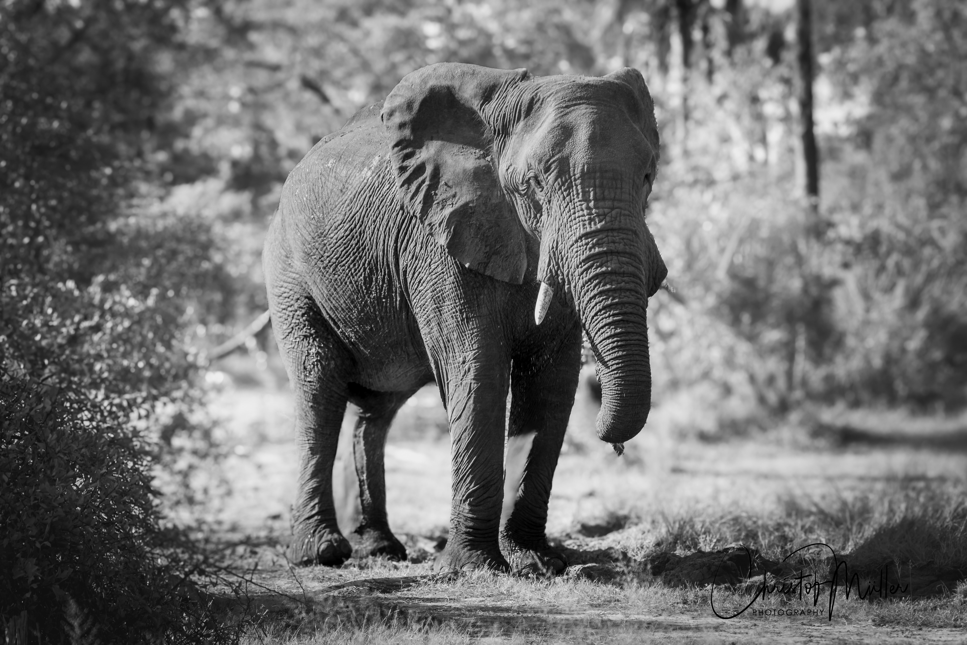 An old African Elephant at Victoria Falls, Zimbabwe