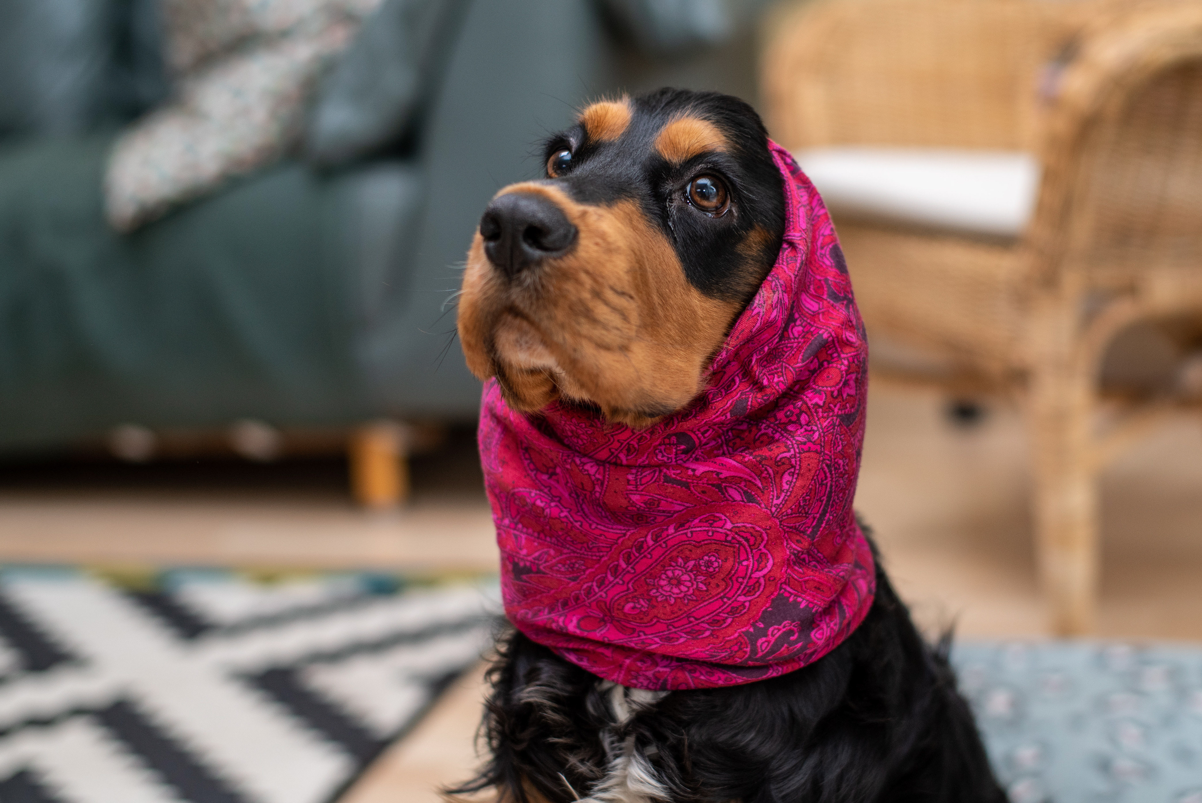 lobby puzzel zanger 2021 het jaar van de hond - jan kok fotograaf