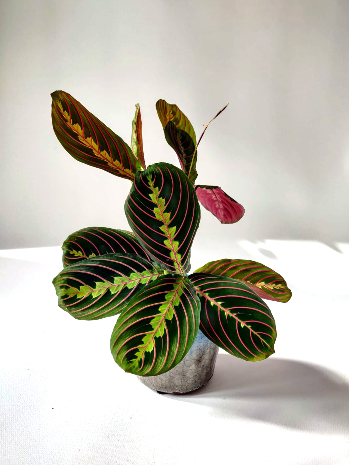 Maranta Leuconeura 'Fascinator'