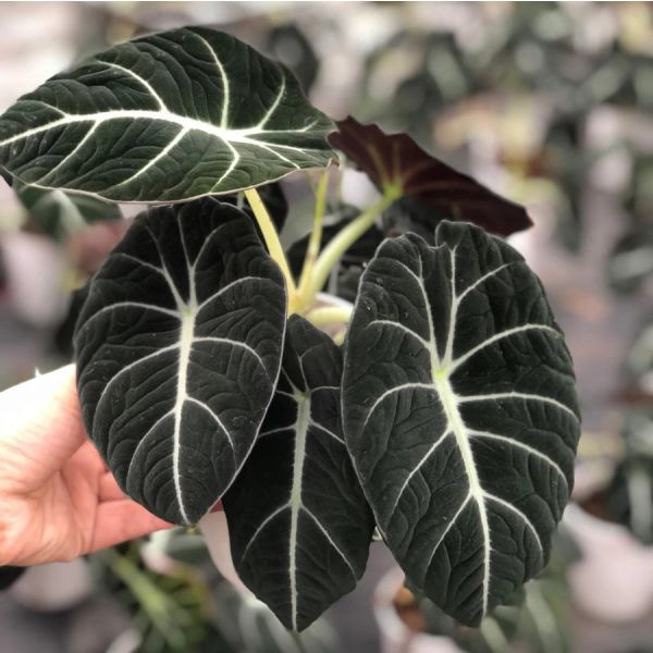 Alocasia 'Black Velvet'