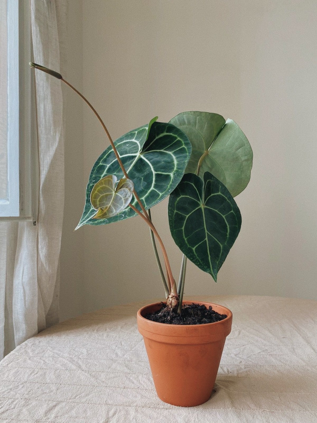 Anthurium Clarinervium